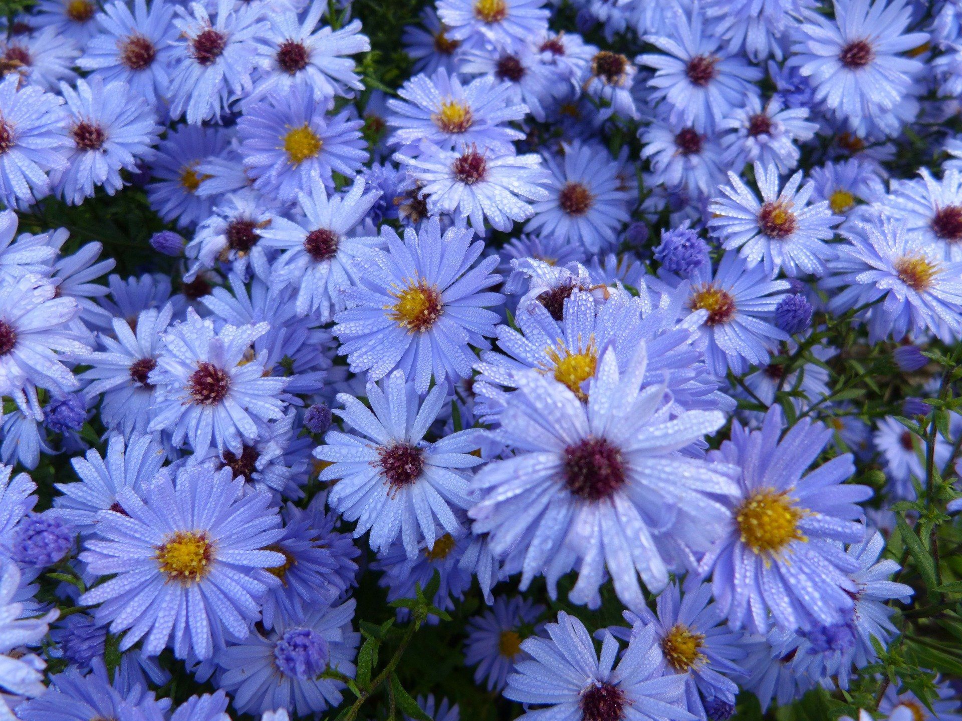 Cluster of light blue aster flowers with yellow centers.