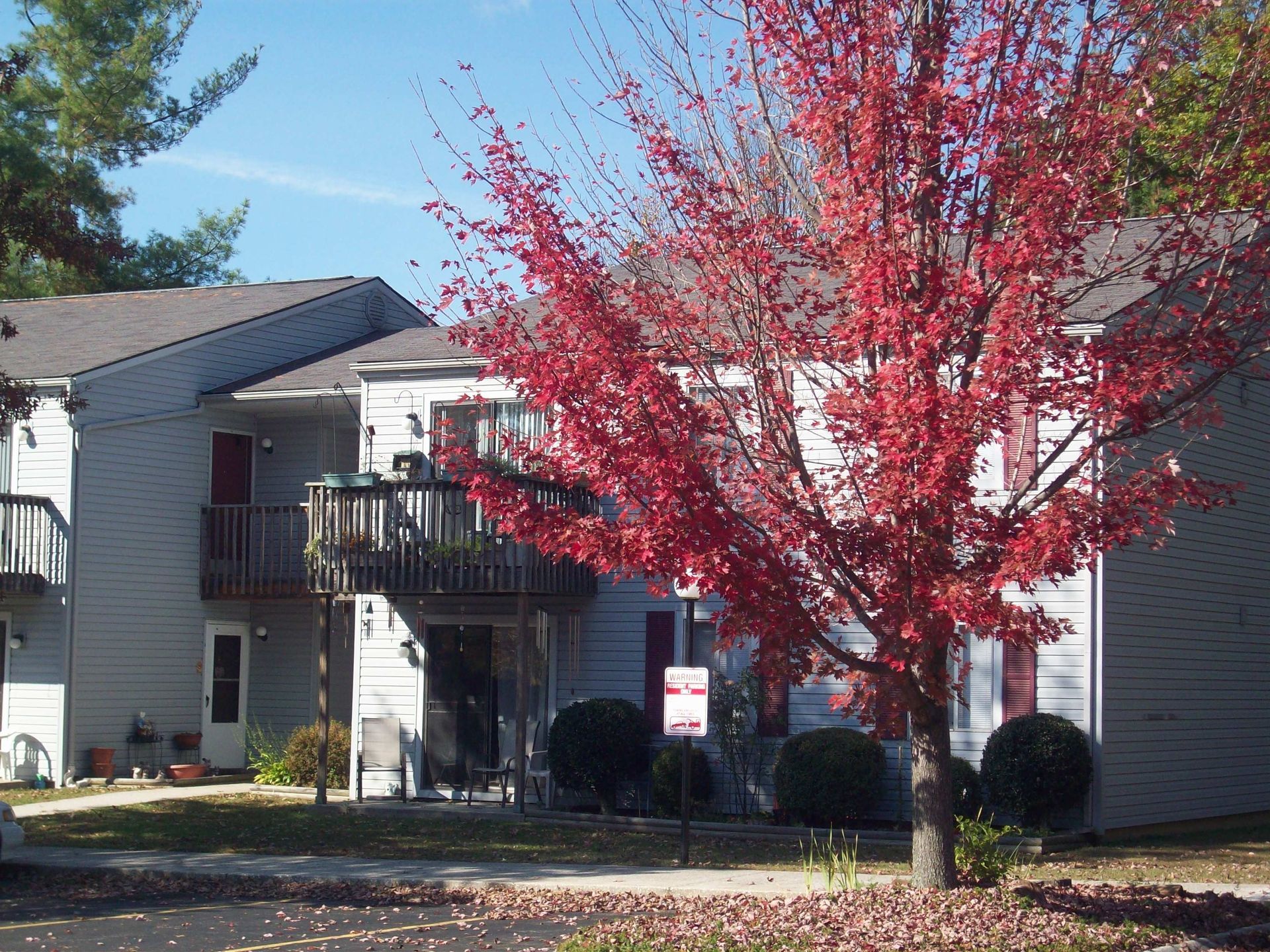 A tree with red leaves is in front of a building