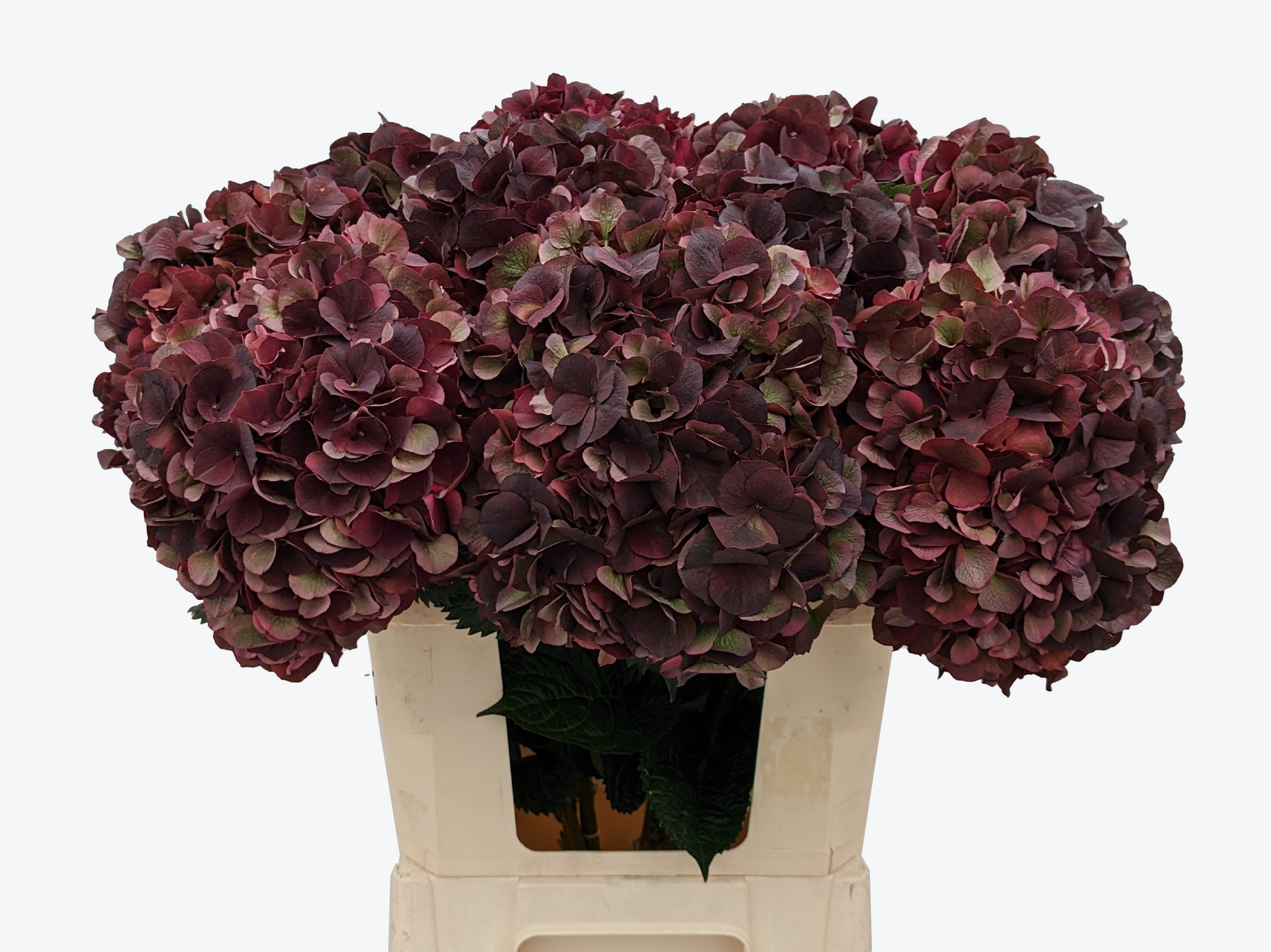 Dark ruby classic hortensia