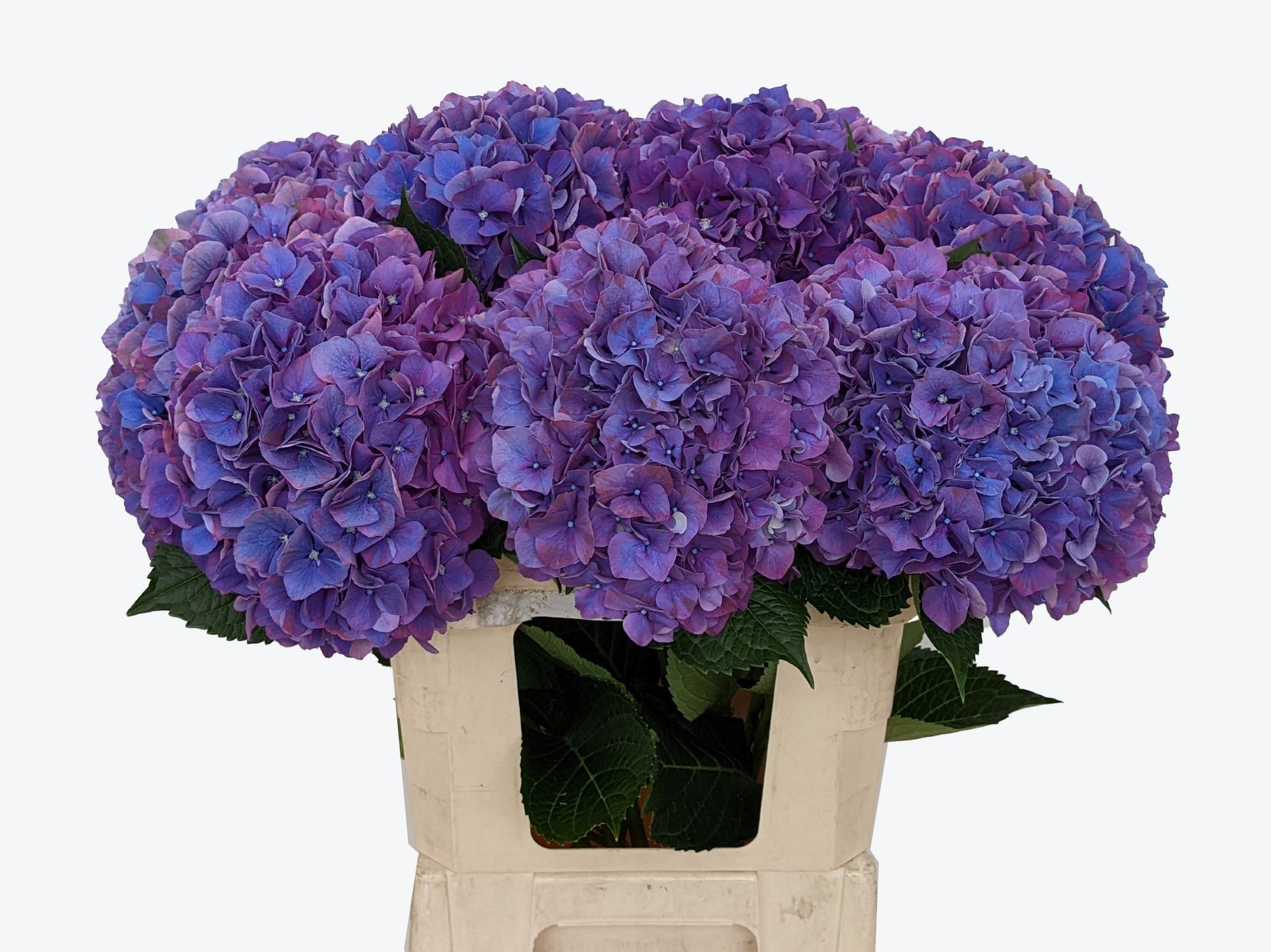 Glowing Alps Vers Hortensia