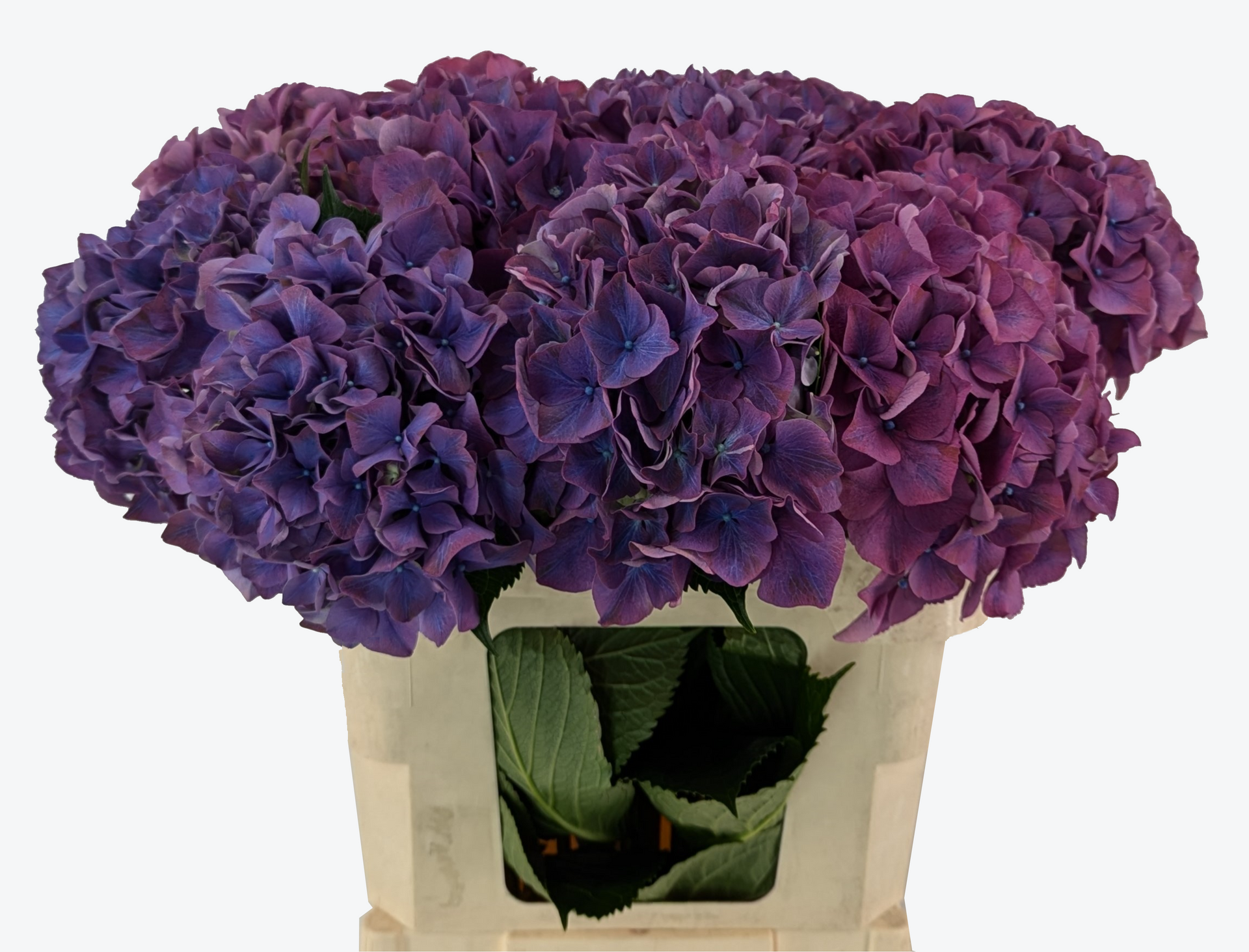 Glowing Alps hydrangea