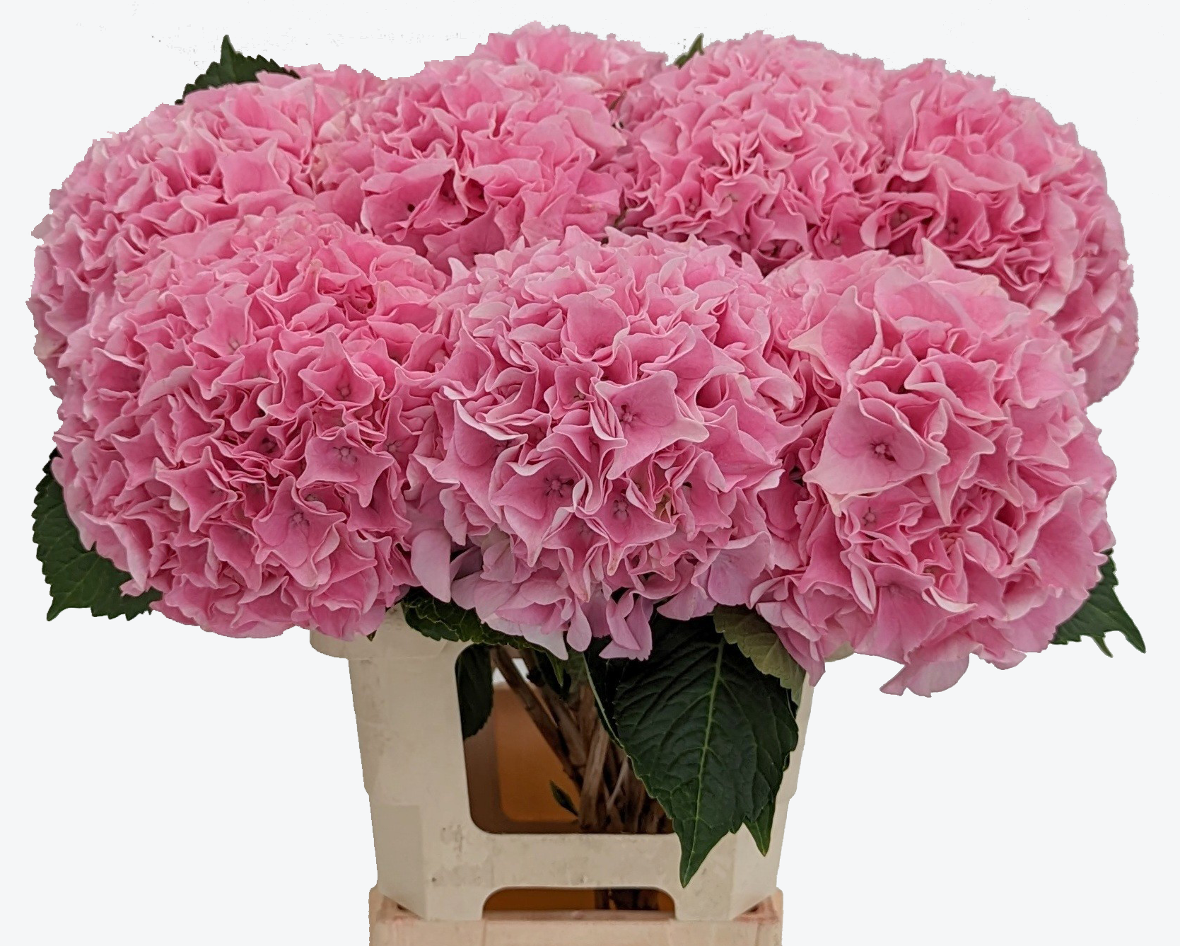 Pink Floyd Hydrangea