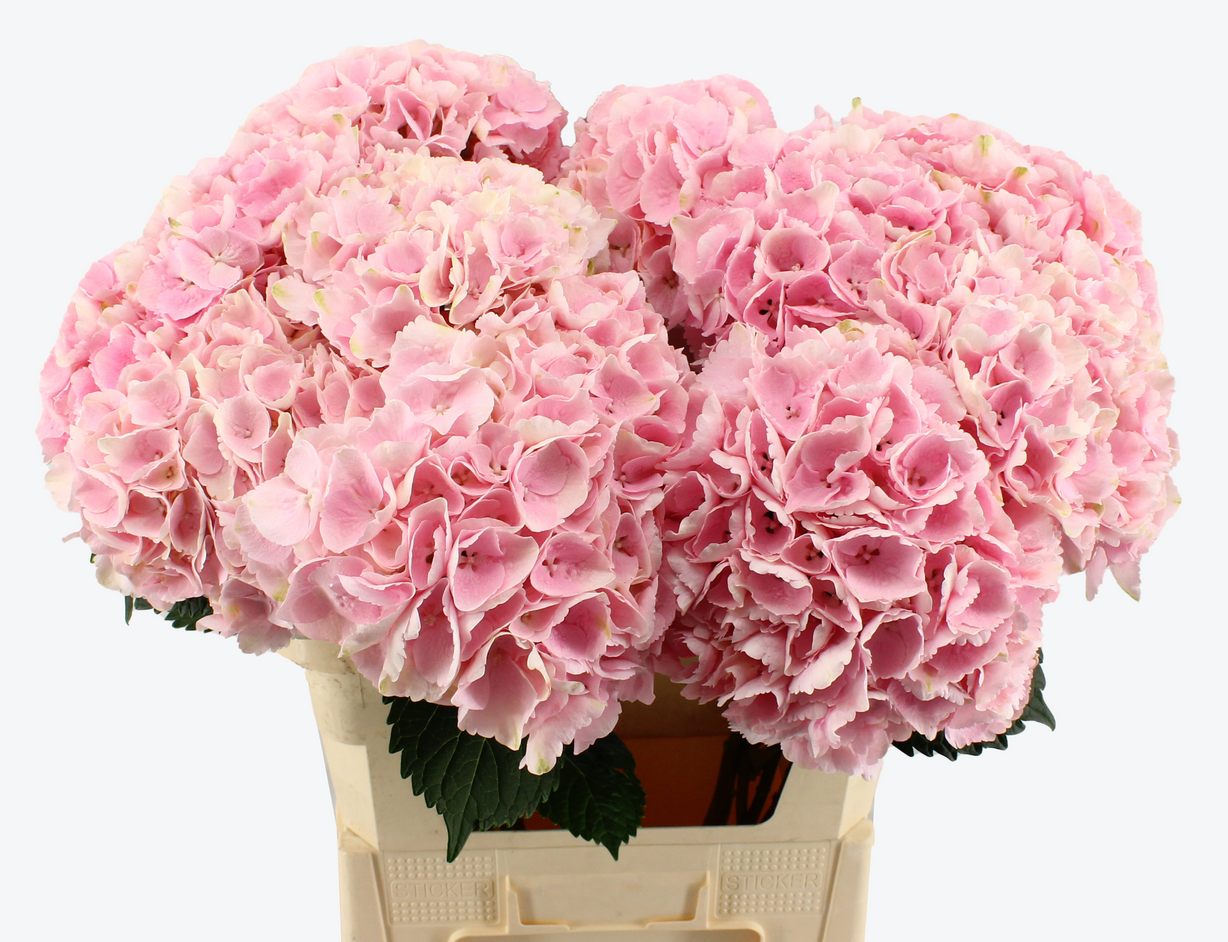 Pink Touch Hortensia