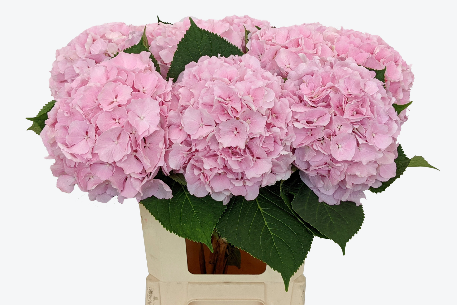 Verena roze hortensia