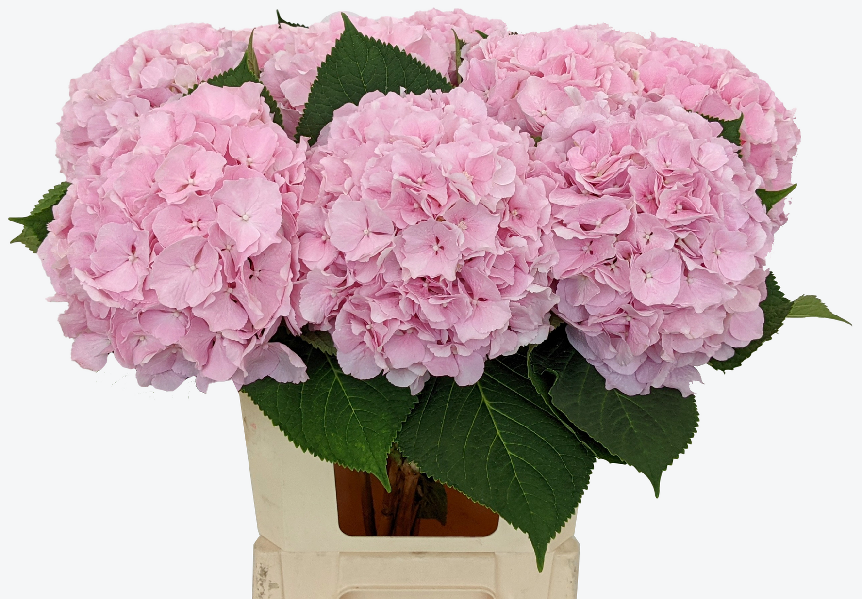Verena pink hydrangea