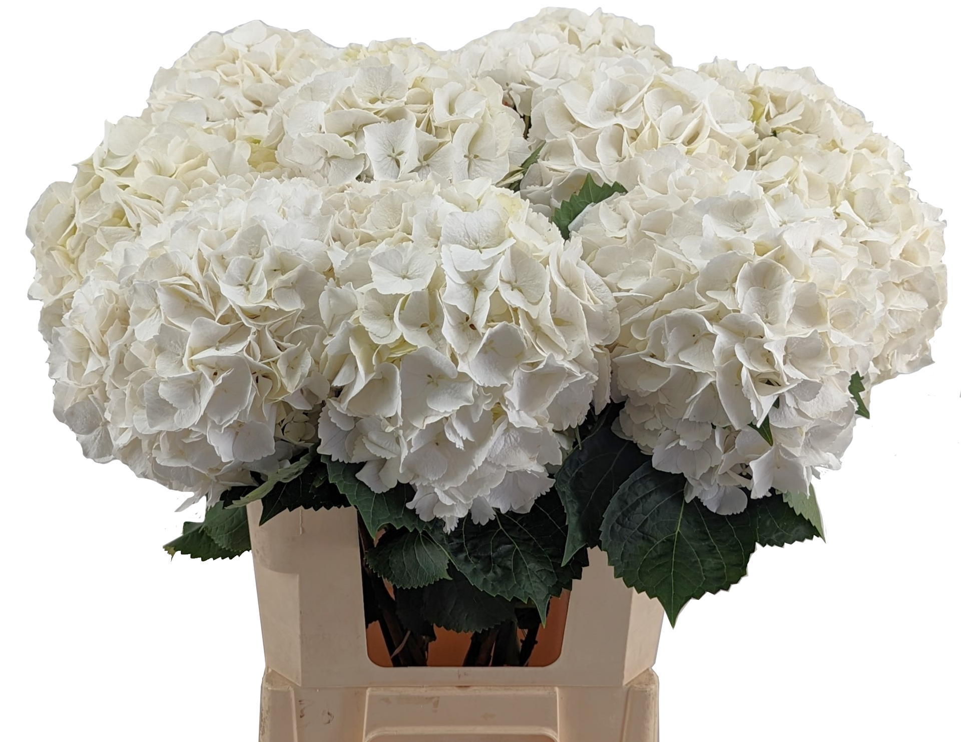 Akito white Hydrangea