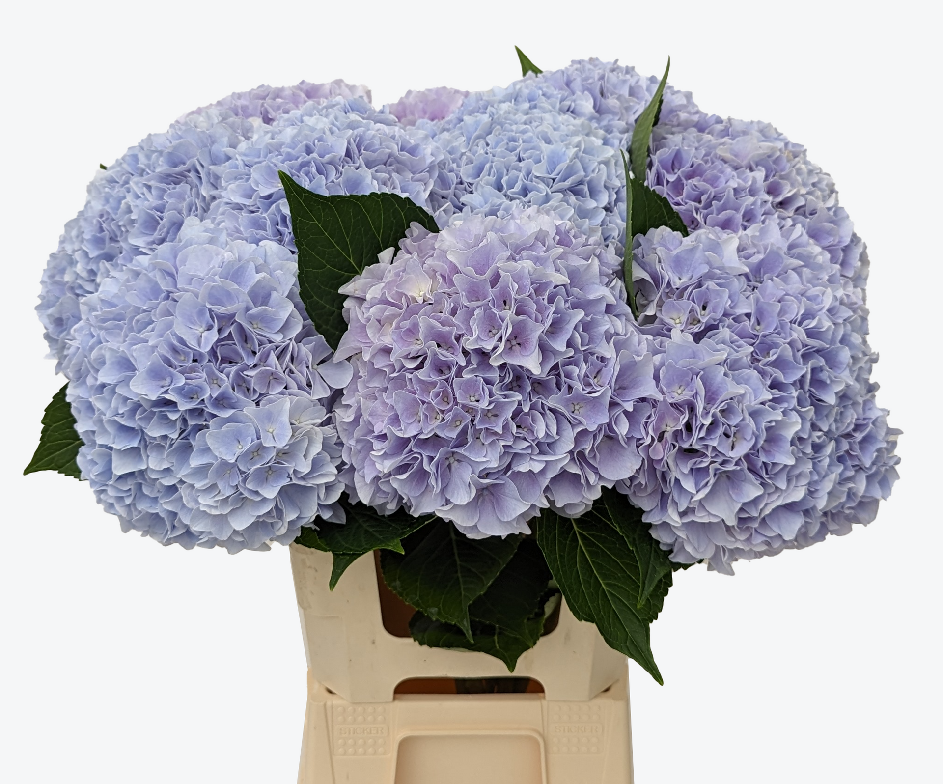 Blue Floyd Hortensia