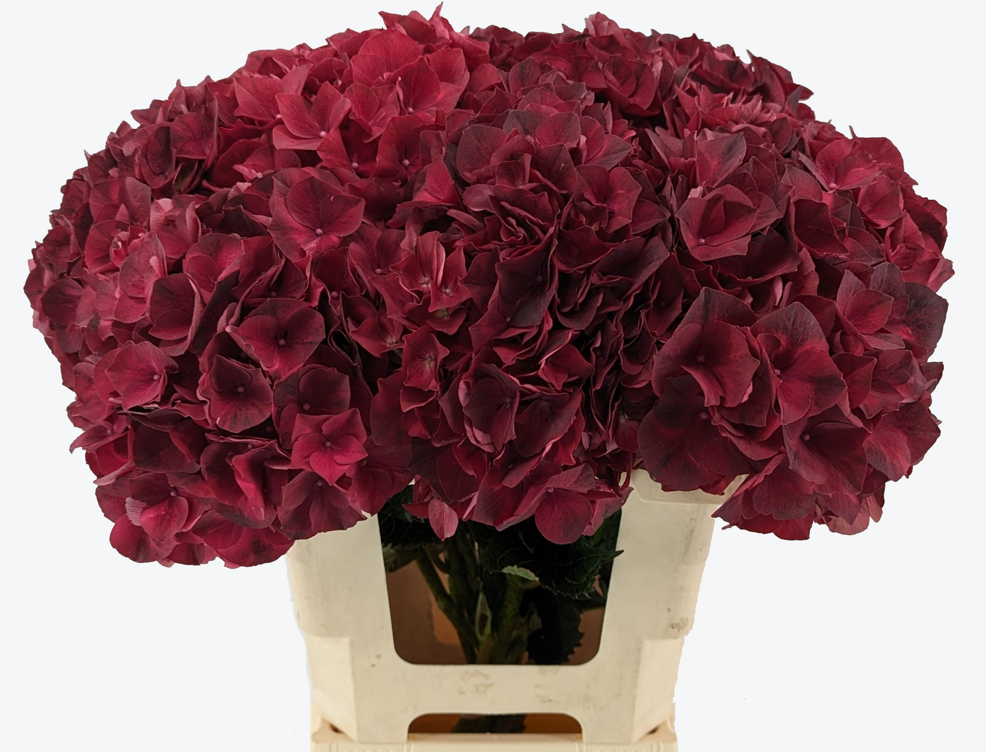 Dark Ruby Hydrangea