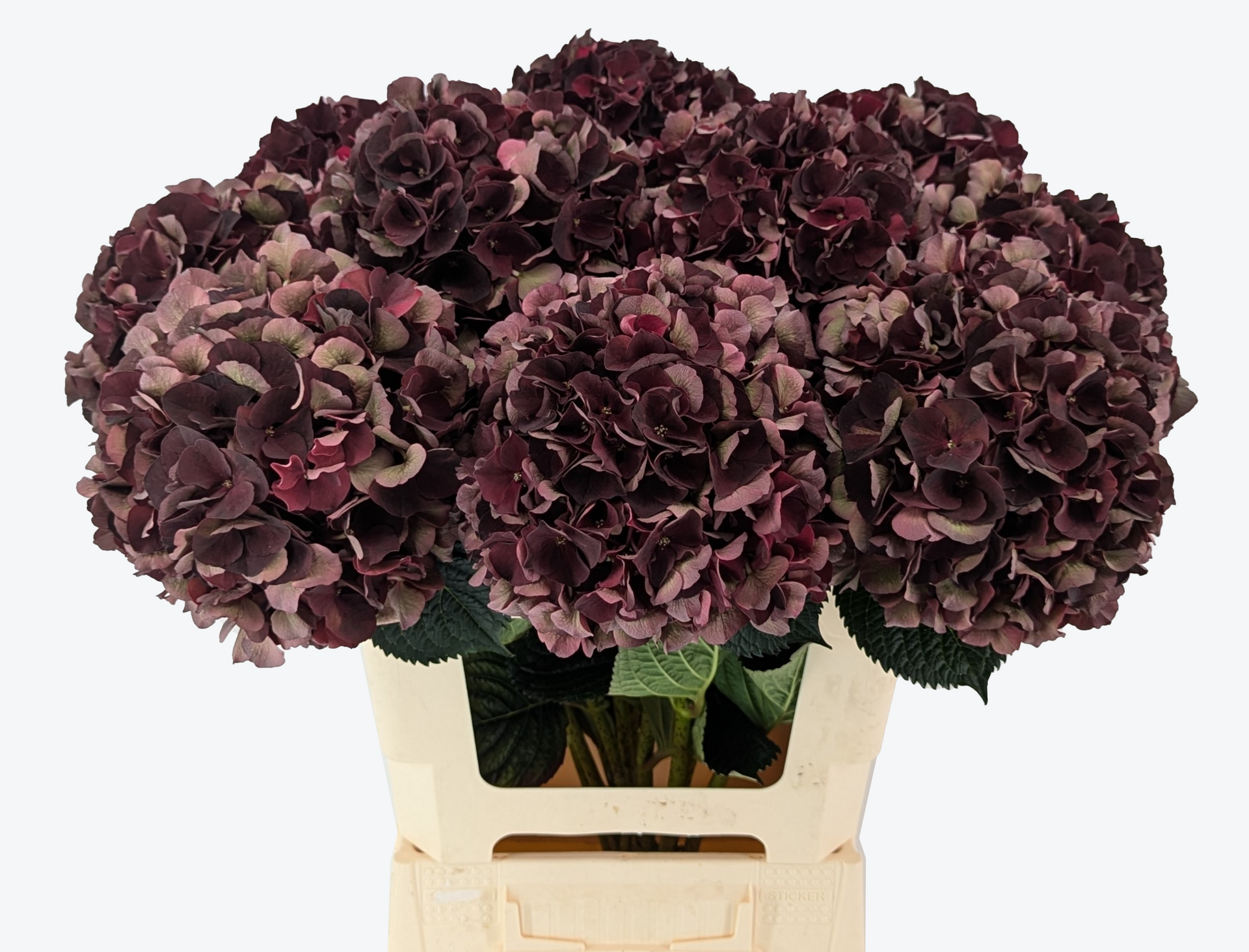 Dark Ruby Classic Hydrangea