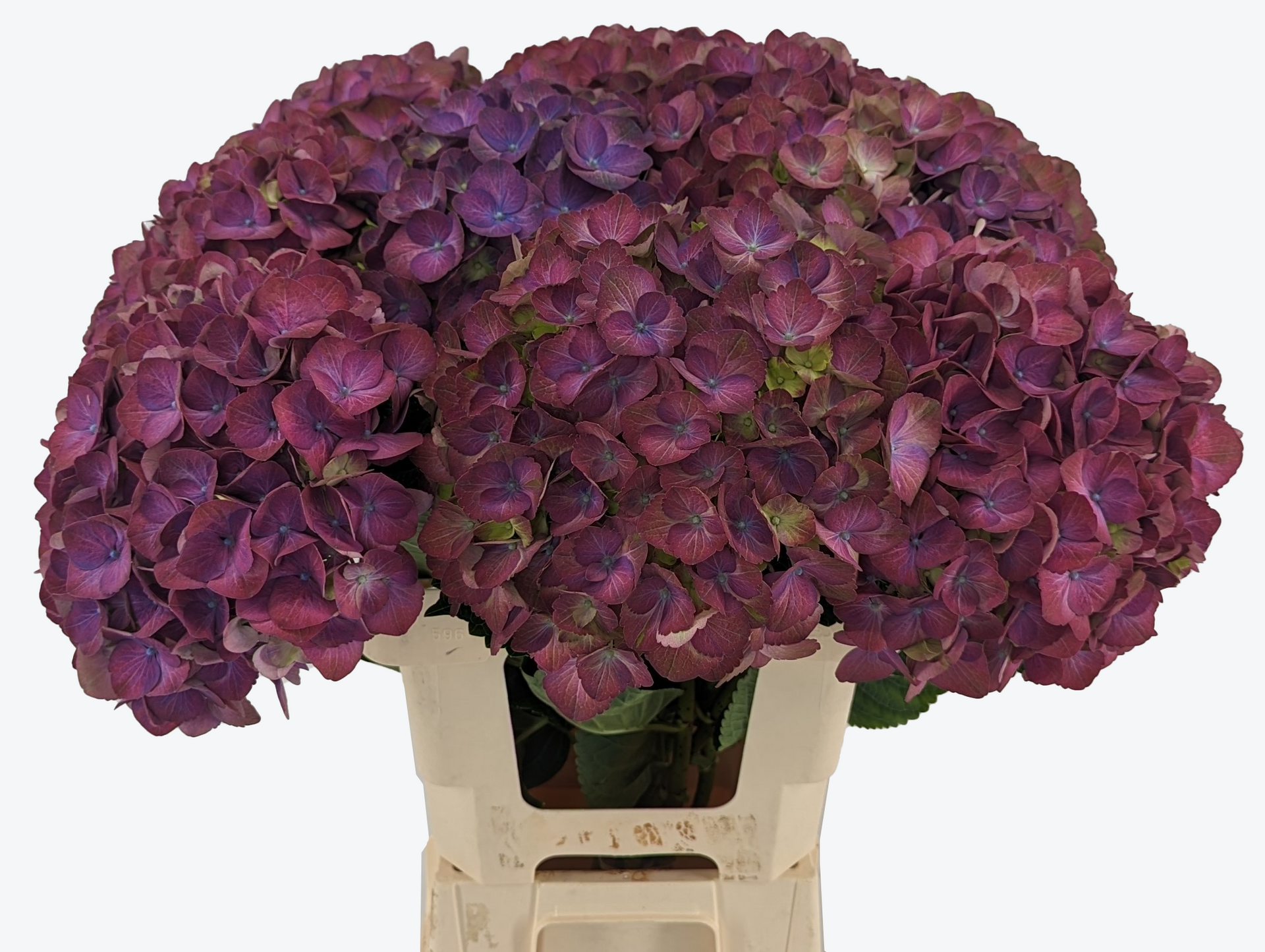 Inferno hydrangea
