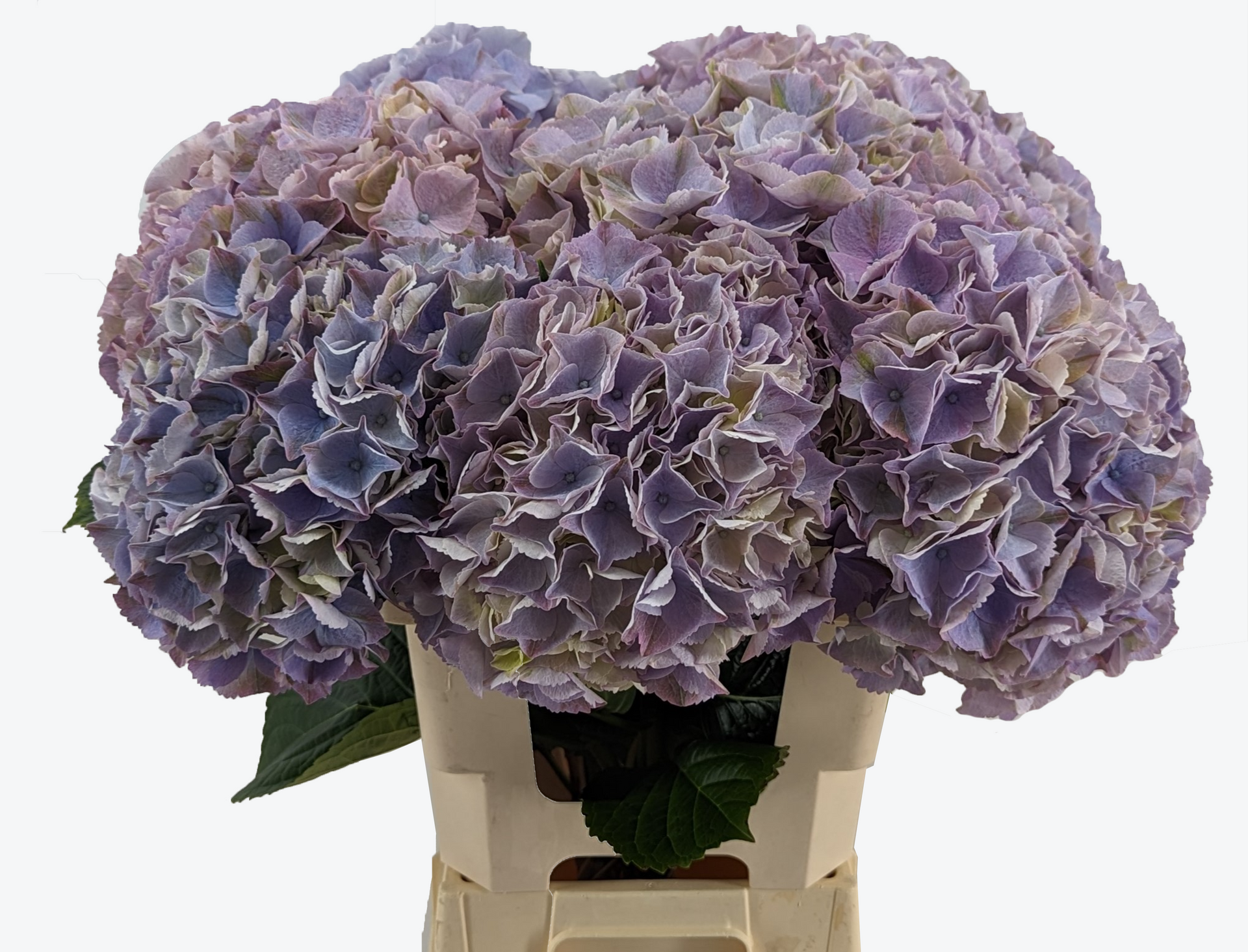 Minerva Hydrangea