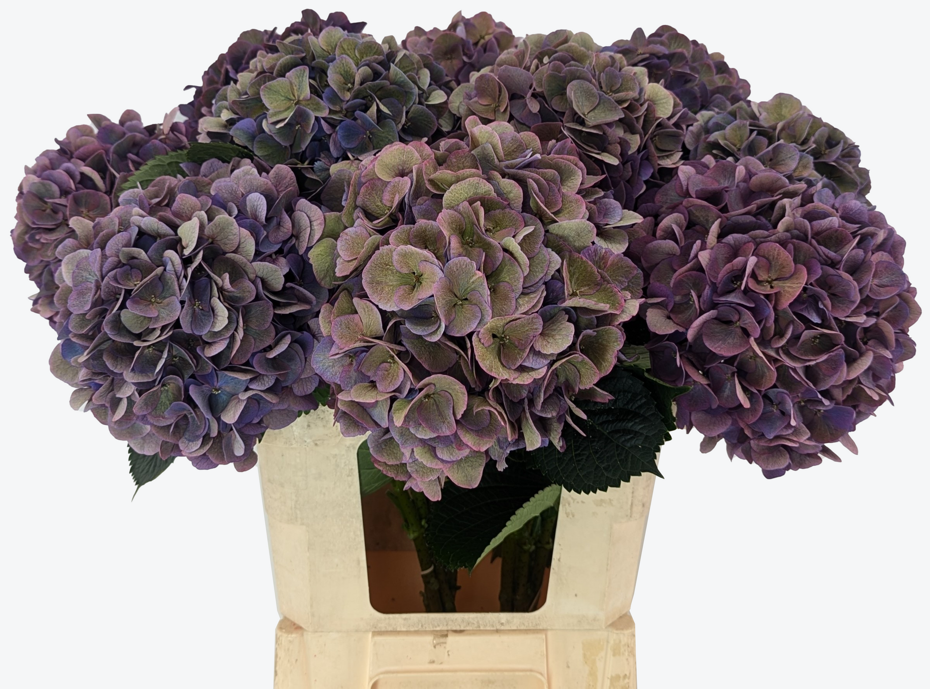 Opera Classic Hydrangea
