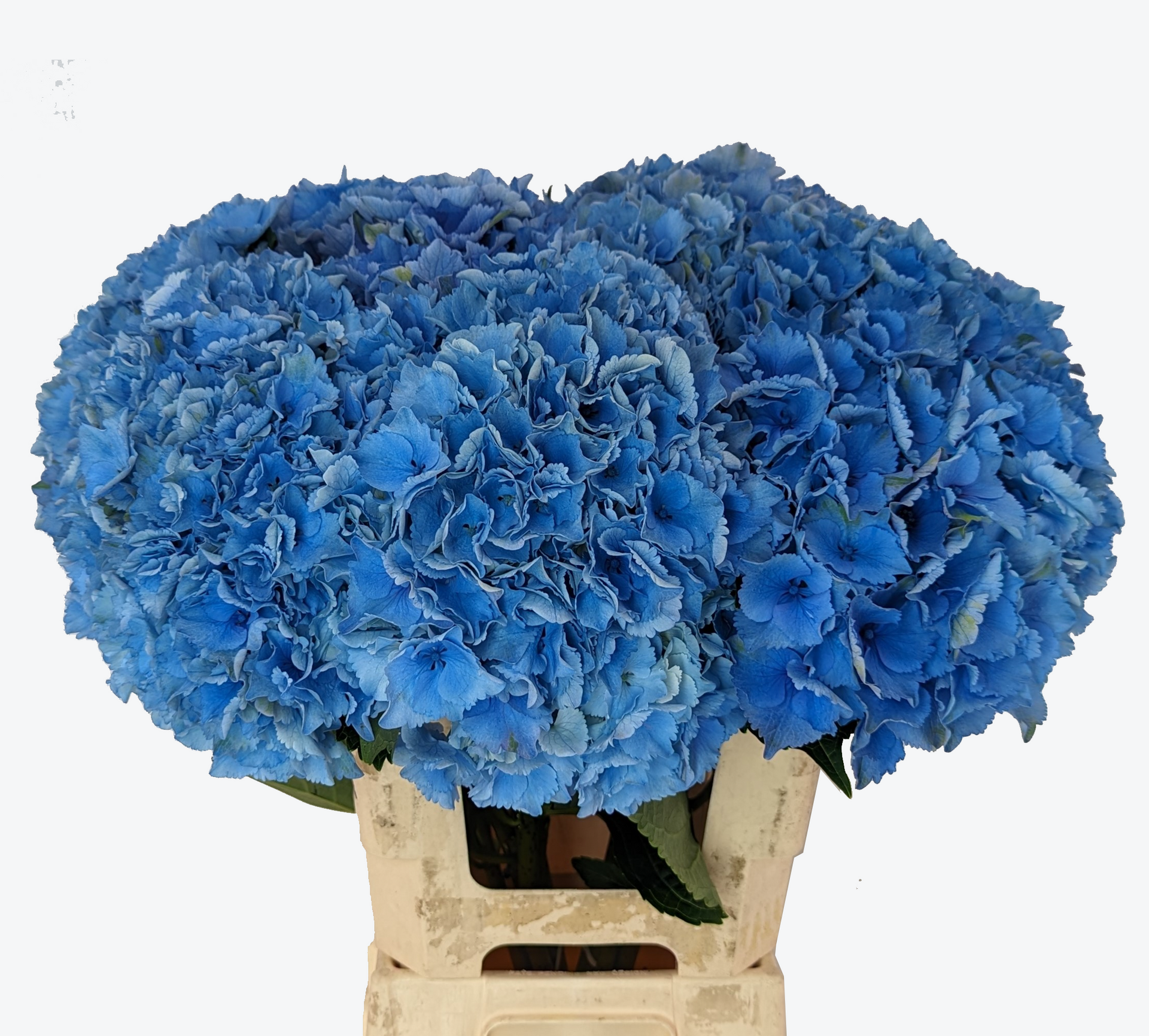 Royal Parade Hydrangea