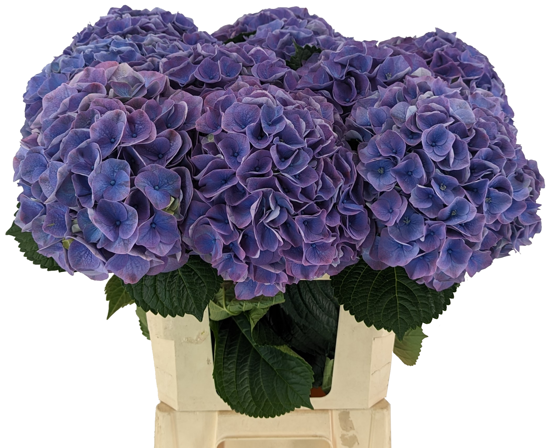 Riviera Hydrangea