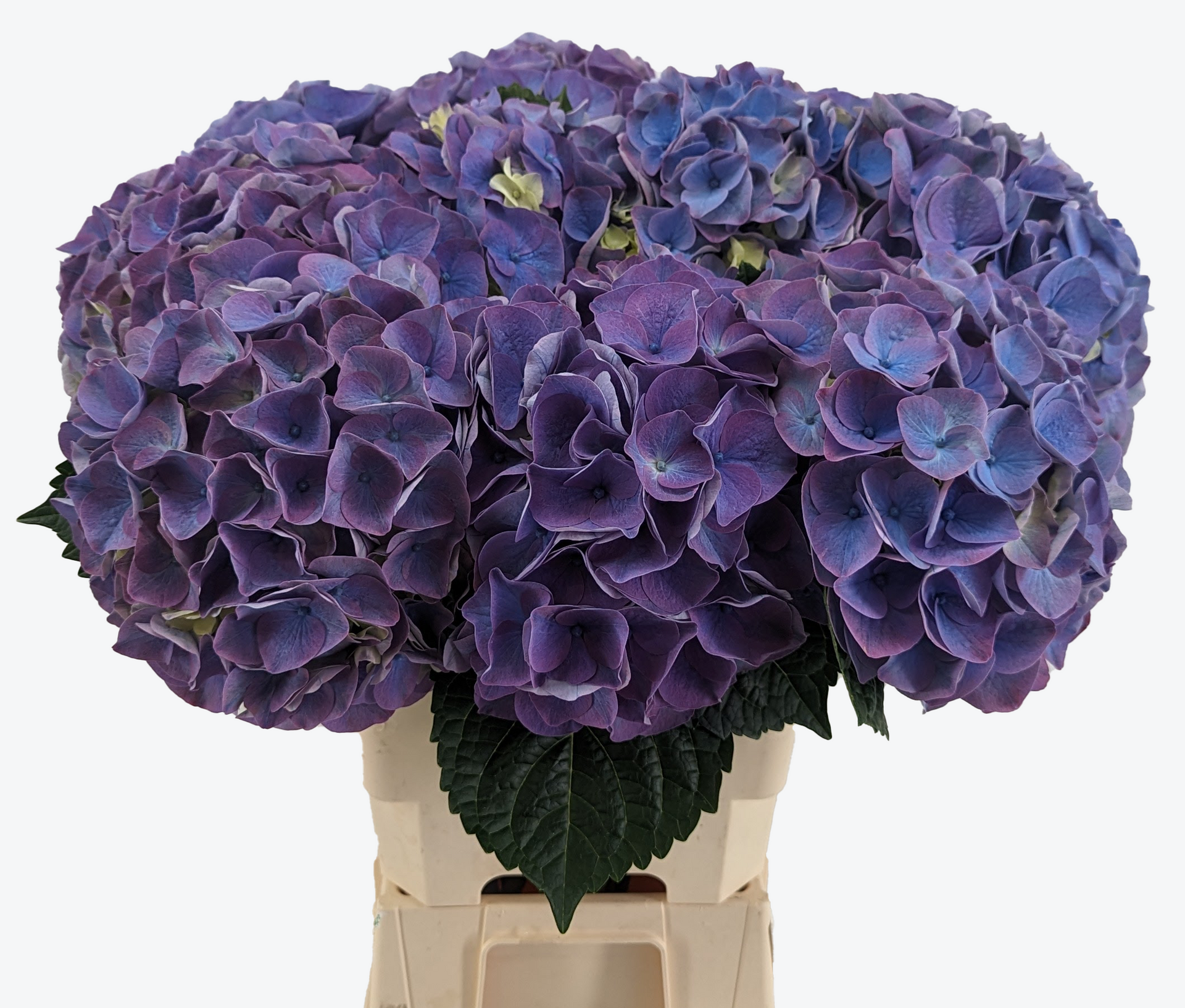 Riviera hortensia