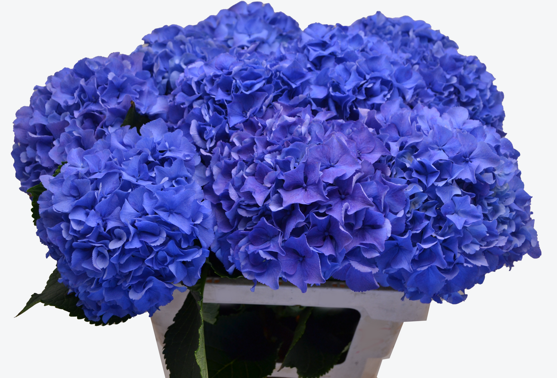 Royal Parade Hortensia