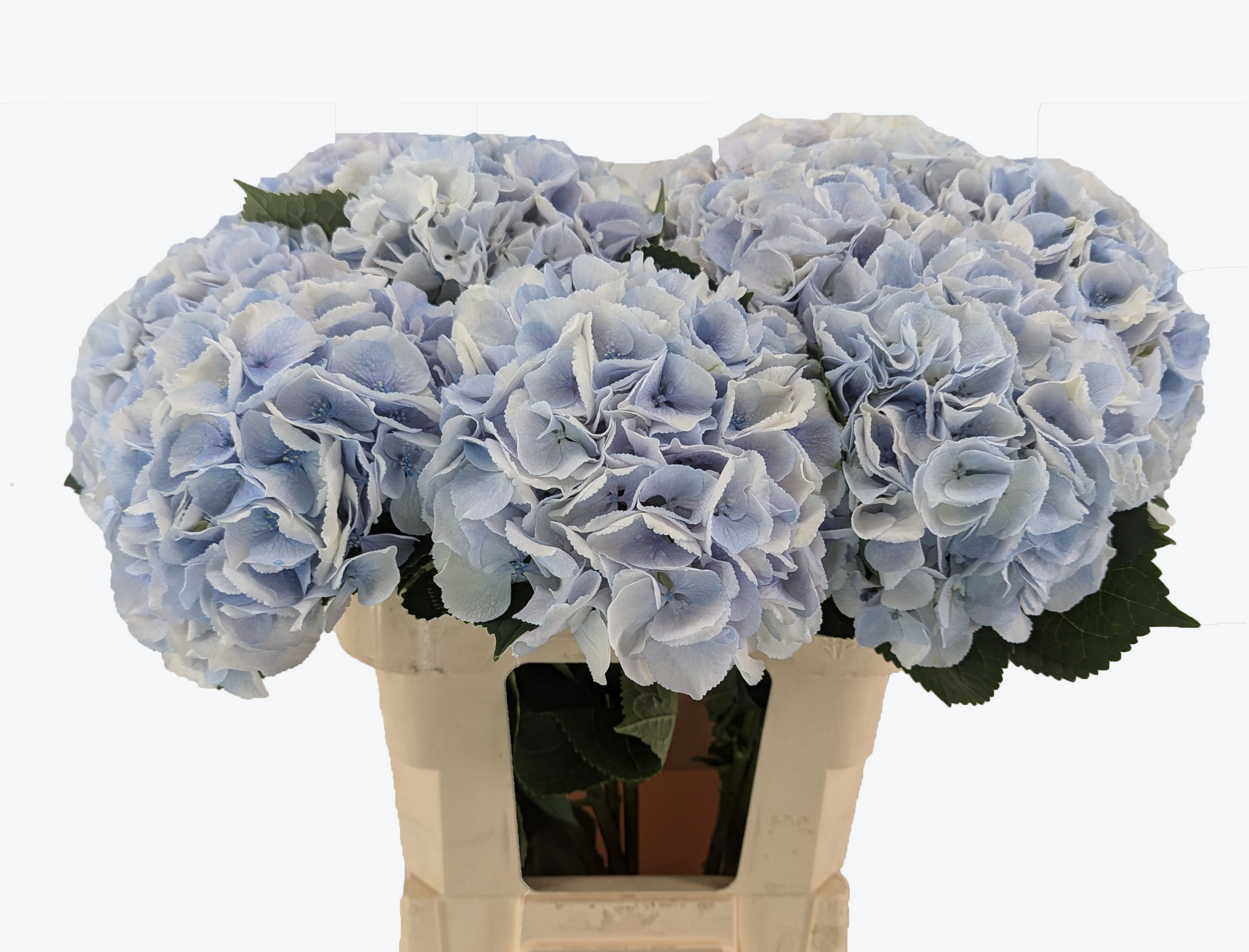 Royal Surprise Hydrangea