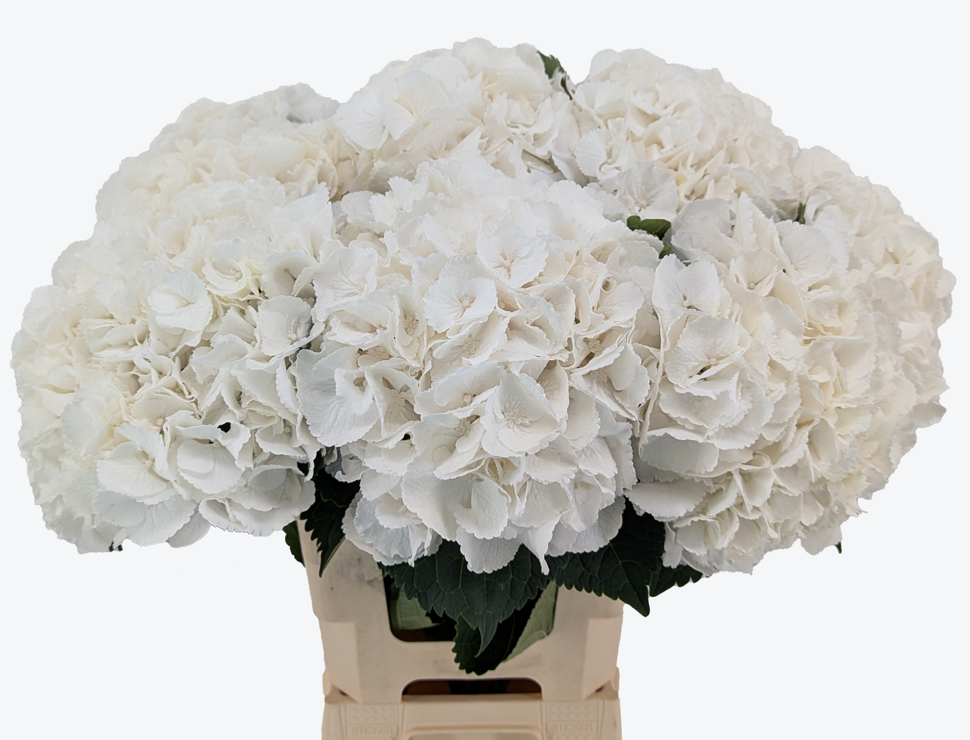 Royal Princess Hydrangea