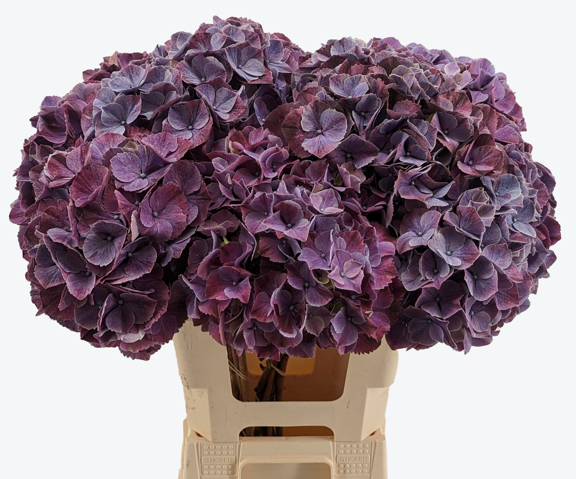 Sweet Ruby Hydrangea