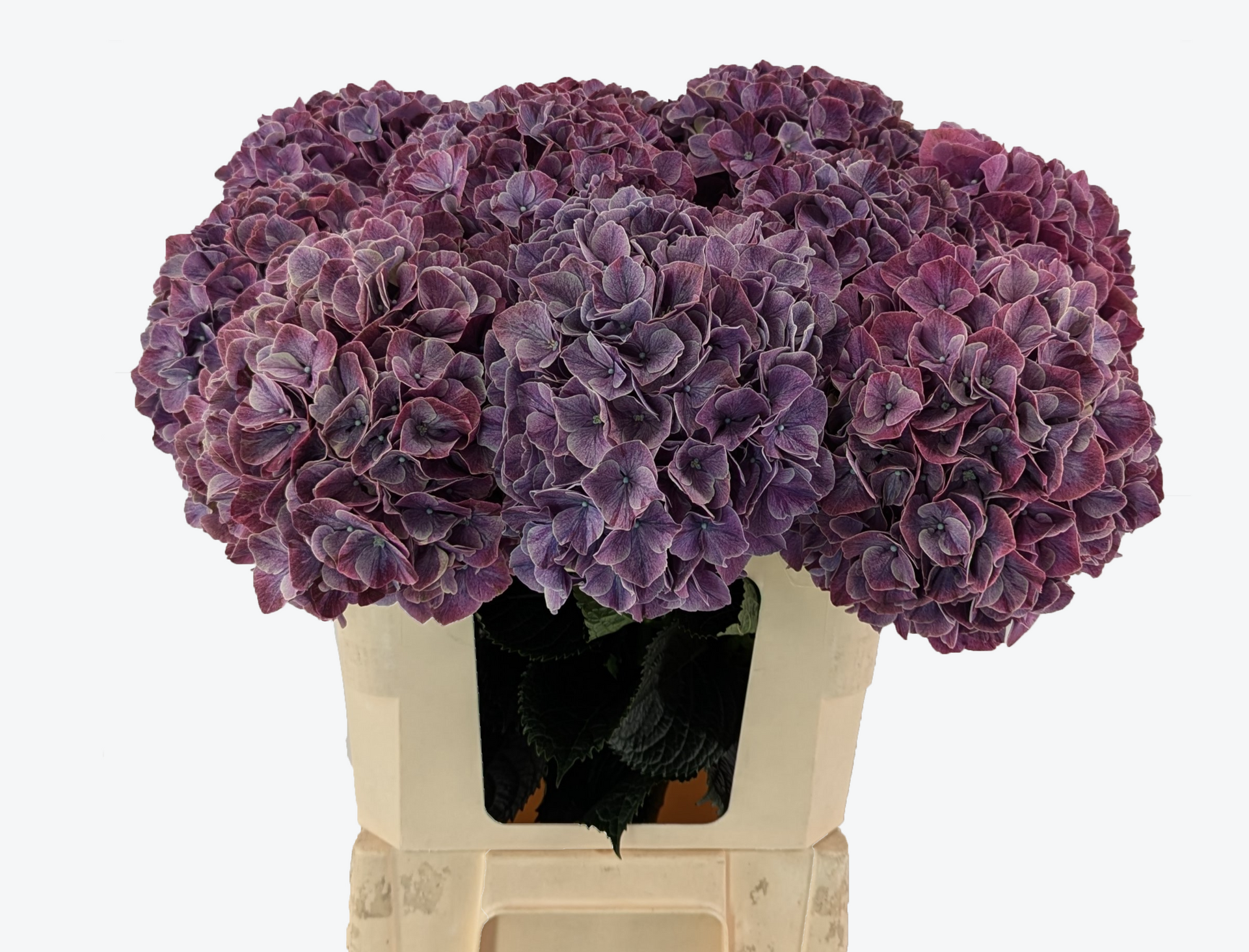 Sweet Ruby Hydrangea