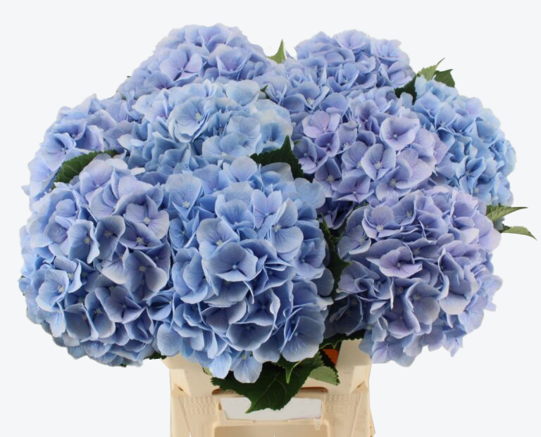 Verena blauw hortensia