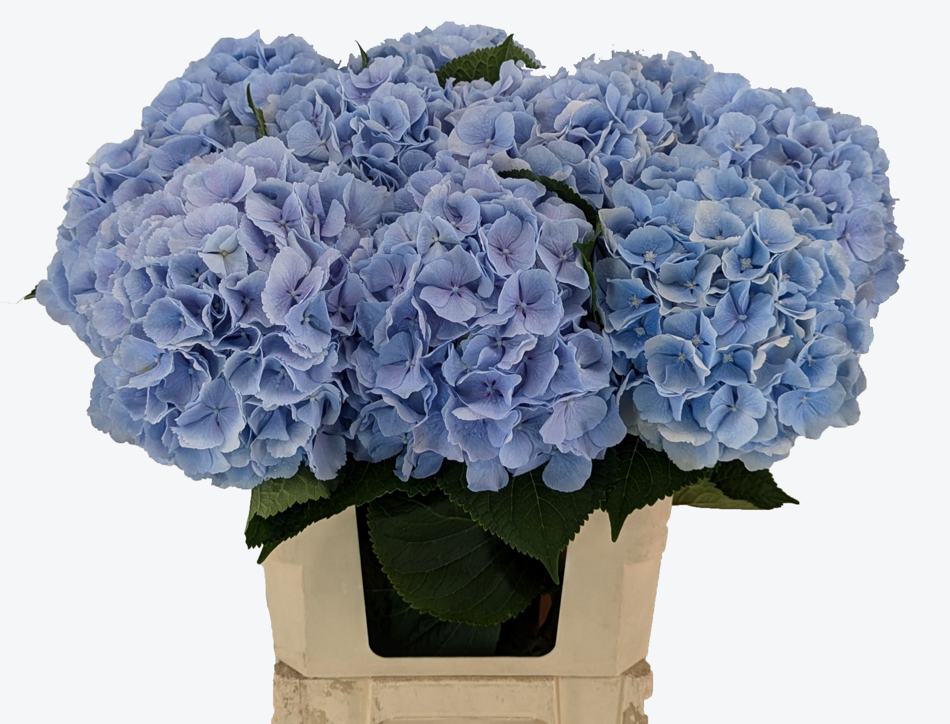 Verena Blue hydrangea
