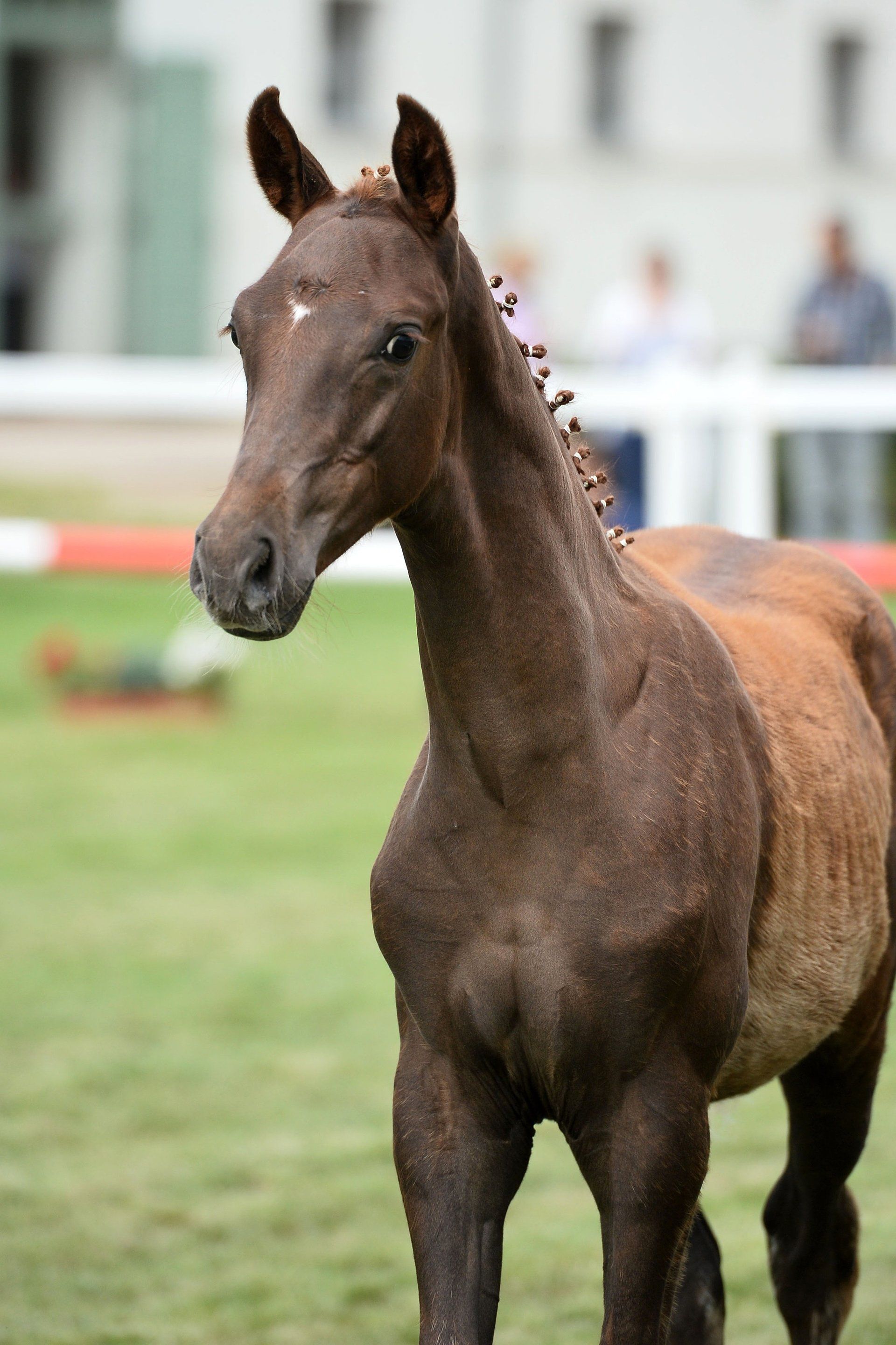 Ein braunes Pferd steht im Gras und schaut in die Kamera.