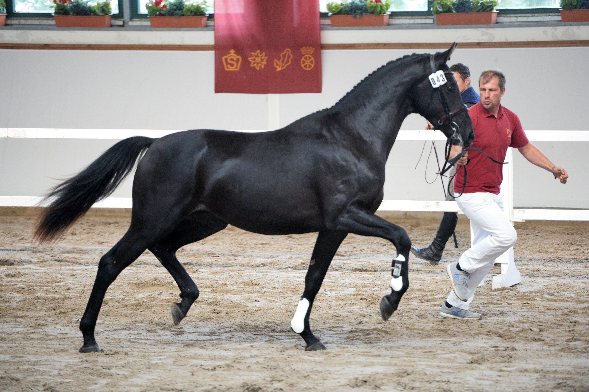 Ein Mann führt ein schwarzes Pferd in einer Manege