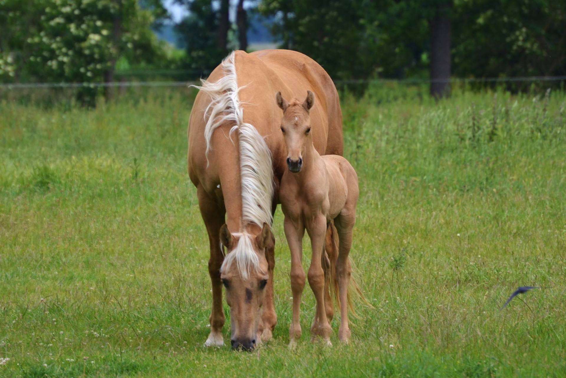 Ein Pferd und ein Fohlen stehen nebeneinander auf einer Wiese.