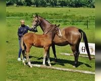 Ein Mann steht neben einem braunen Pferd auf einer Weide.
