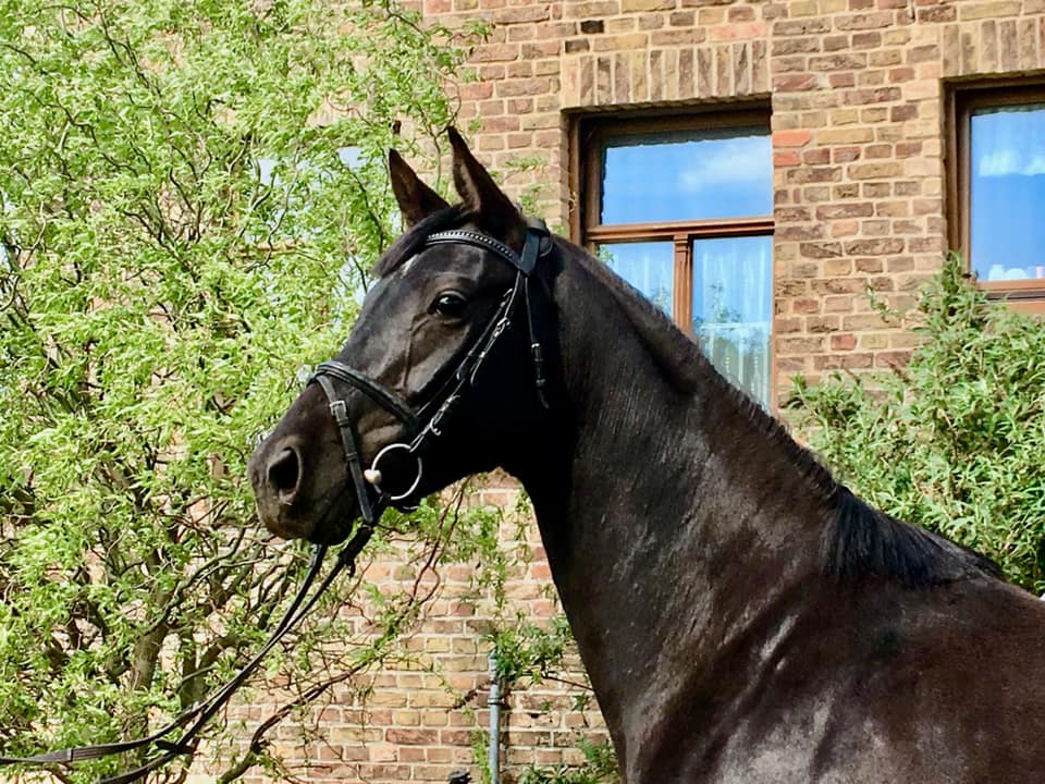 Ein schwarzes Pferd mit Zaumzeug steht vor einem Backsteingebäude.