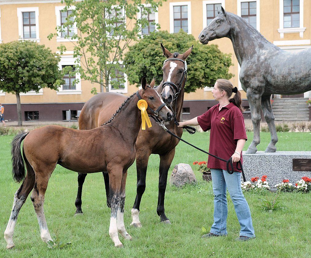 Eine Frau steht neben zwei Pferden, von denen eines ein gelbes Band um den Hals hat