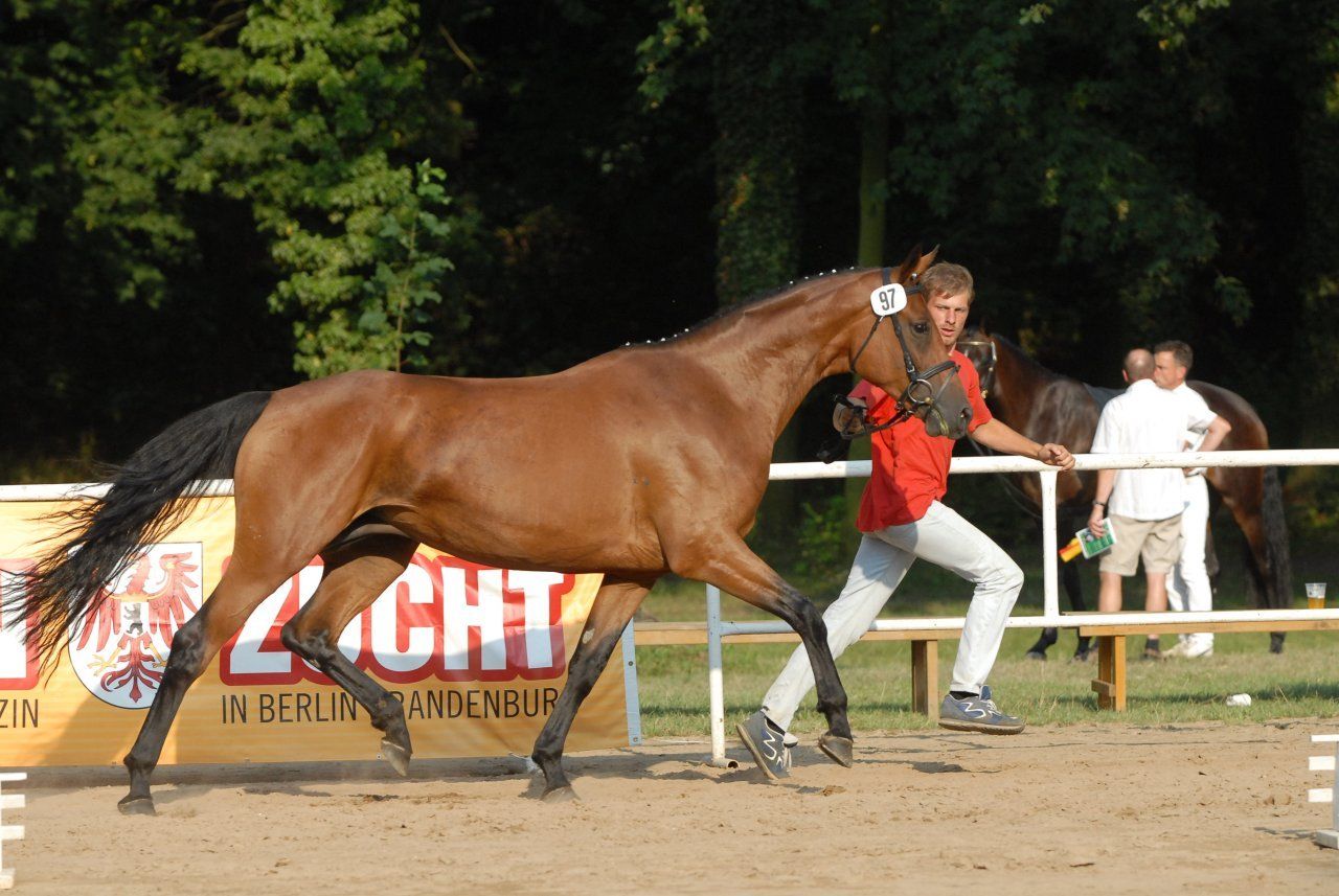 Ein Mann führt ein braunes Pferd vor einem Schild mit der Aufschrift Jacht