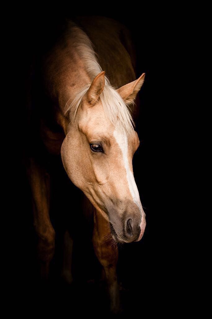 Eine Nahaufnahme eines Pferdekopfes auf schwarzem Hintergrund.