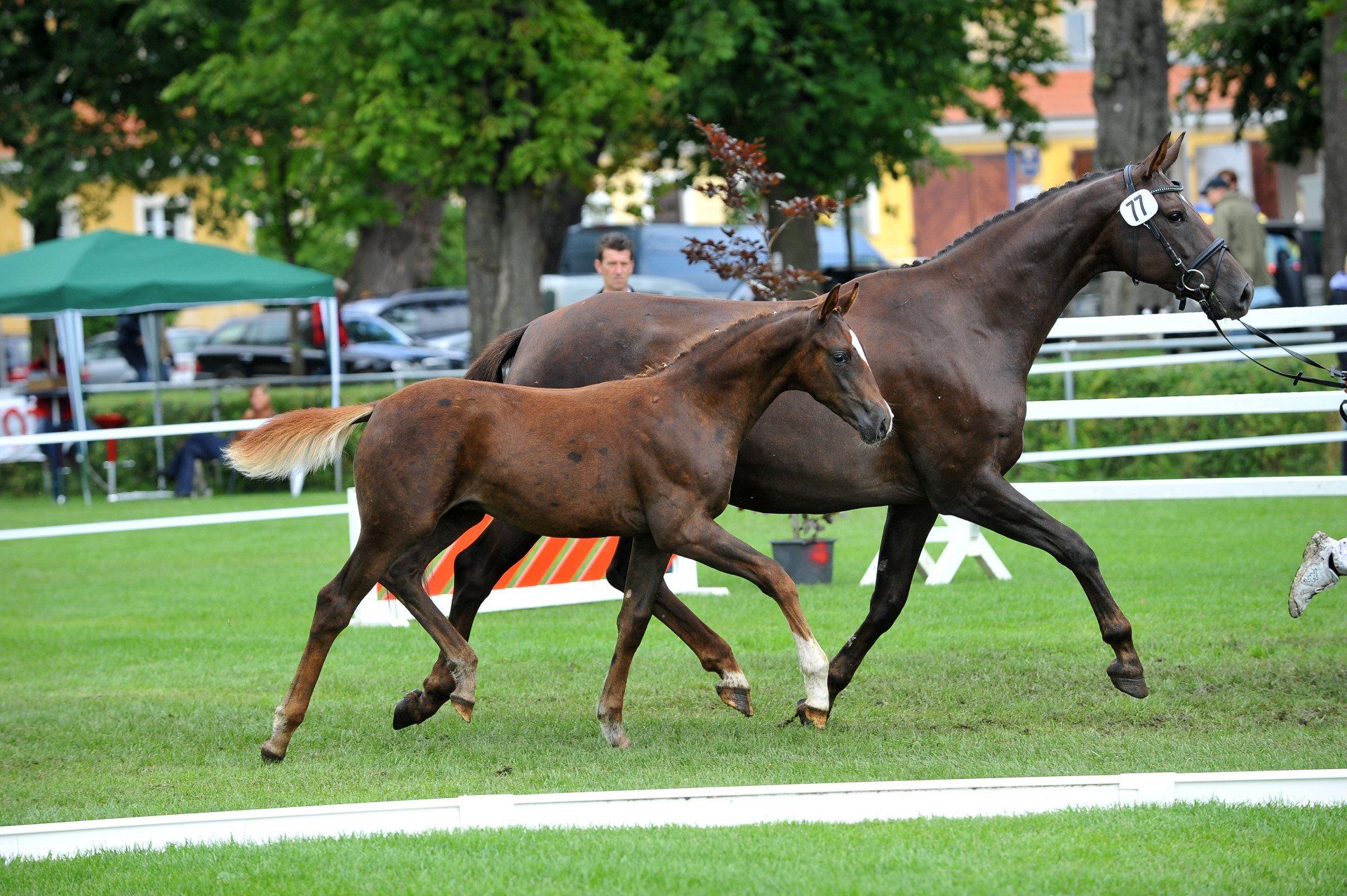 Ein Pferd und ein Fohlen rennen auf einer Weide.