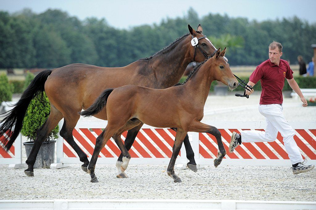 Zwei braune Pferde werden von einem Mann in einem roten Hemd geführt