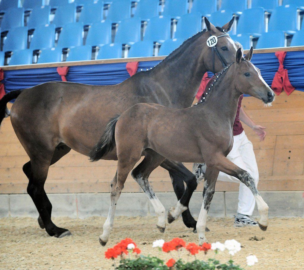 Zwei Pferde stehen nebeneinander in einem Stadion