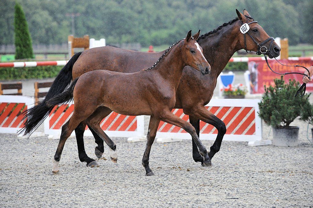 Zwei braune Pferde laufen auf einem Feld