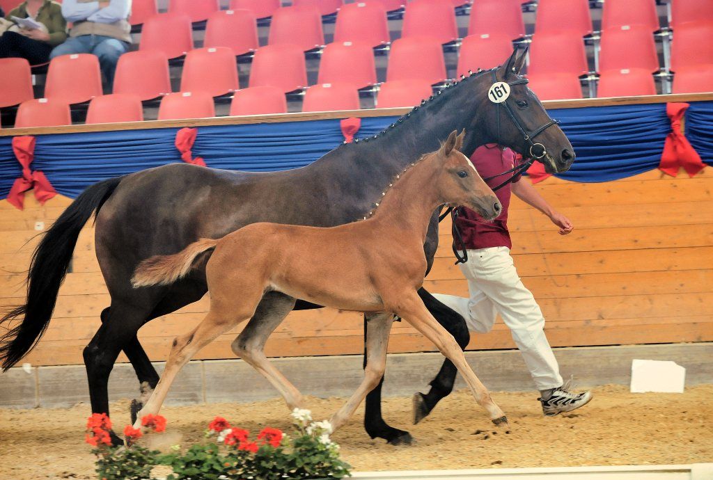 Ein kleines braunes Fohlen wird von einem großen schwarzen Pferd geführt