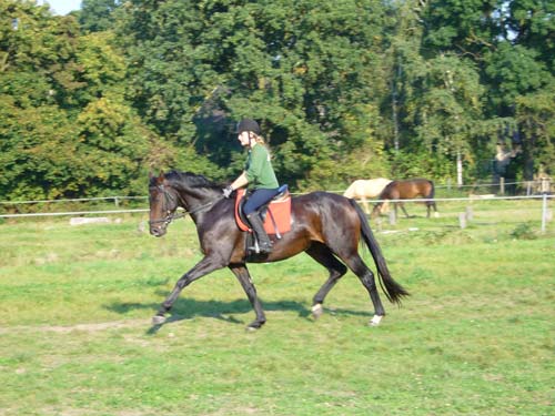 Ein Mann reitet auf einem Pferd auf einer Wiese