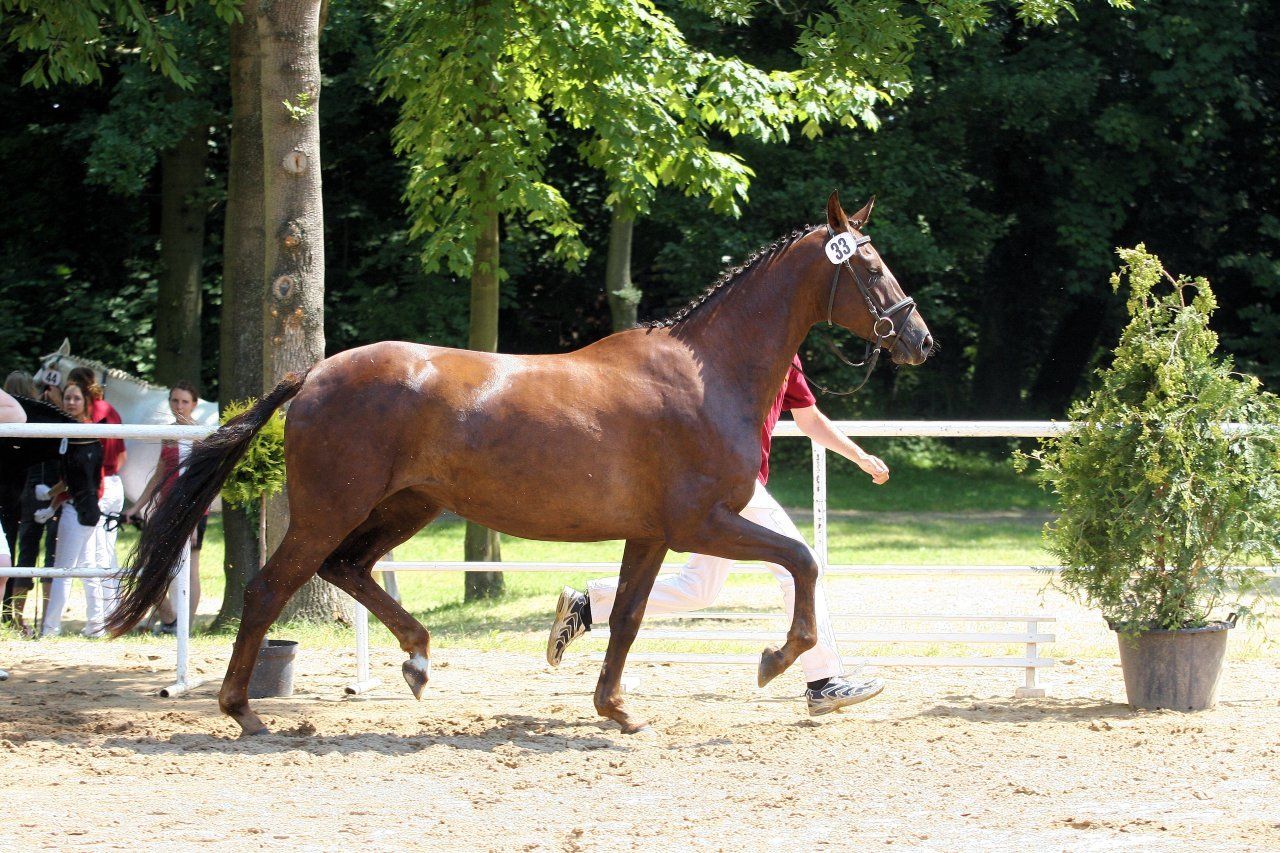 Ein braunes Pferd läuft in einem eingezäunten Bereich