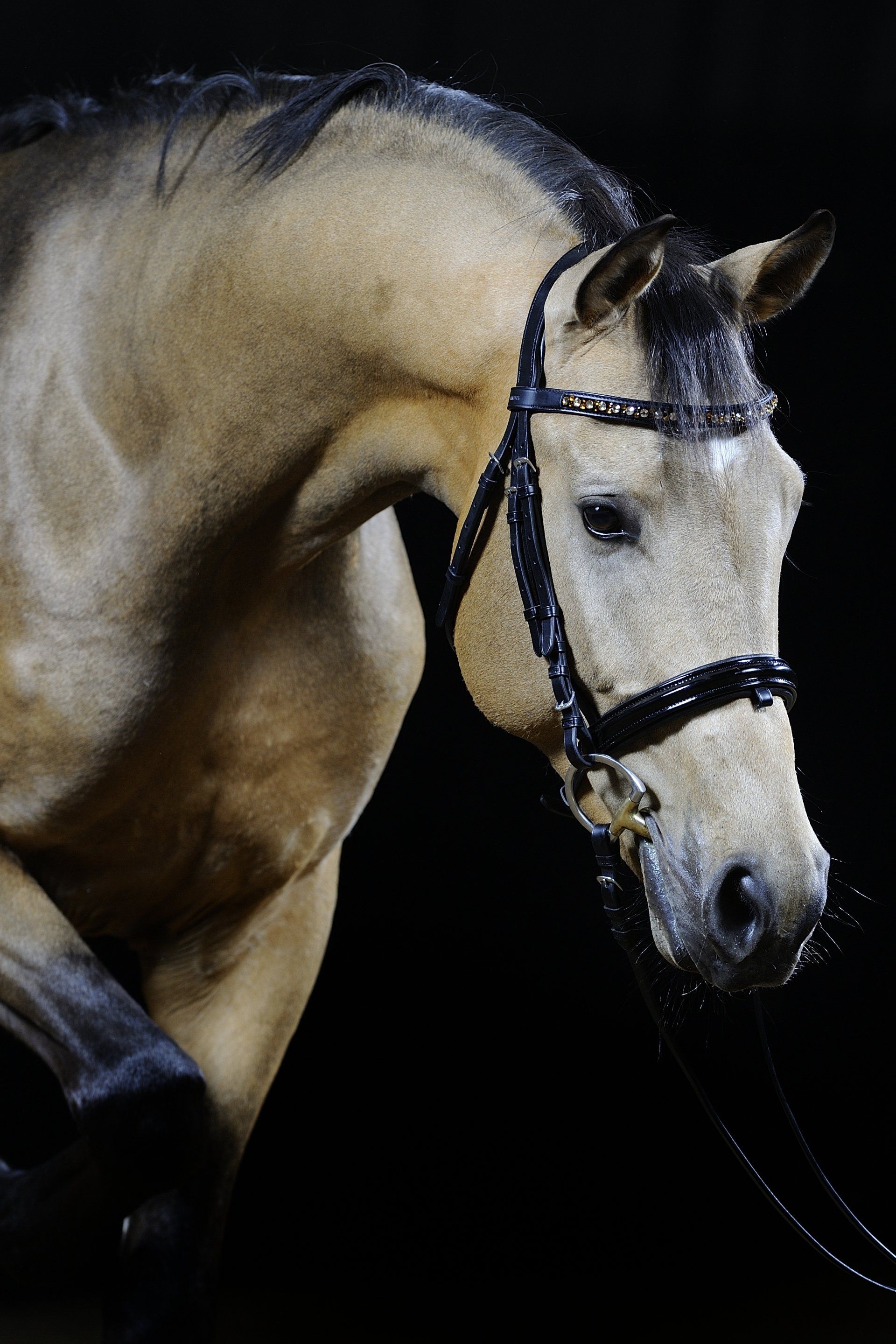 Eine Nahaufnahme eines Pferdes mit Zaumzeug vor schwarzem Hintergrund