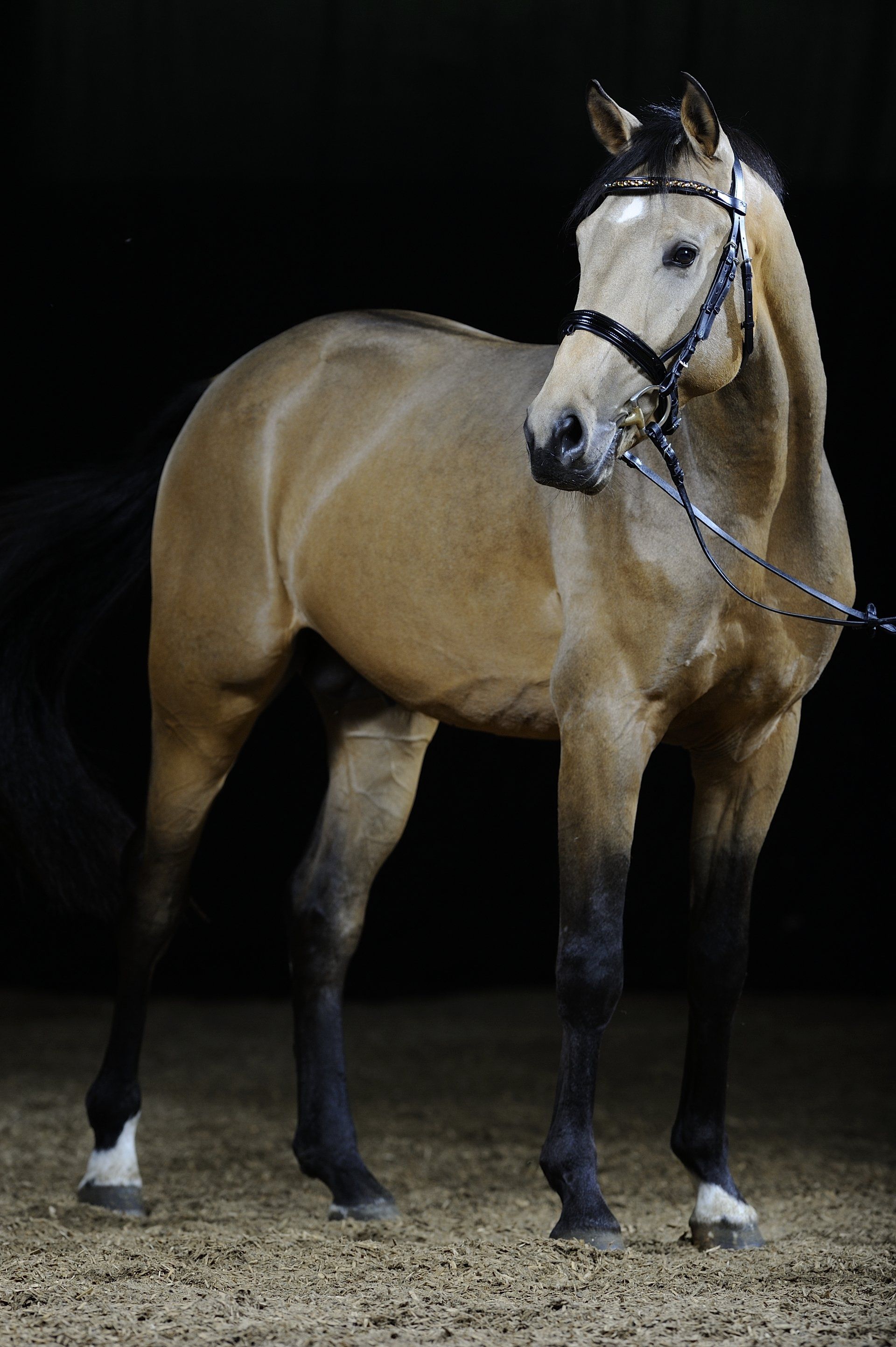 Ein braunes Pferd mit schwarzem Zaumzeug steht in einem dunklen Raum.