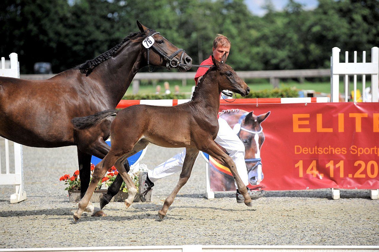 Eine Person reitet auf einem Pferd vor einem Banner mit der Aufschrift „Elite“