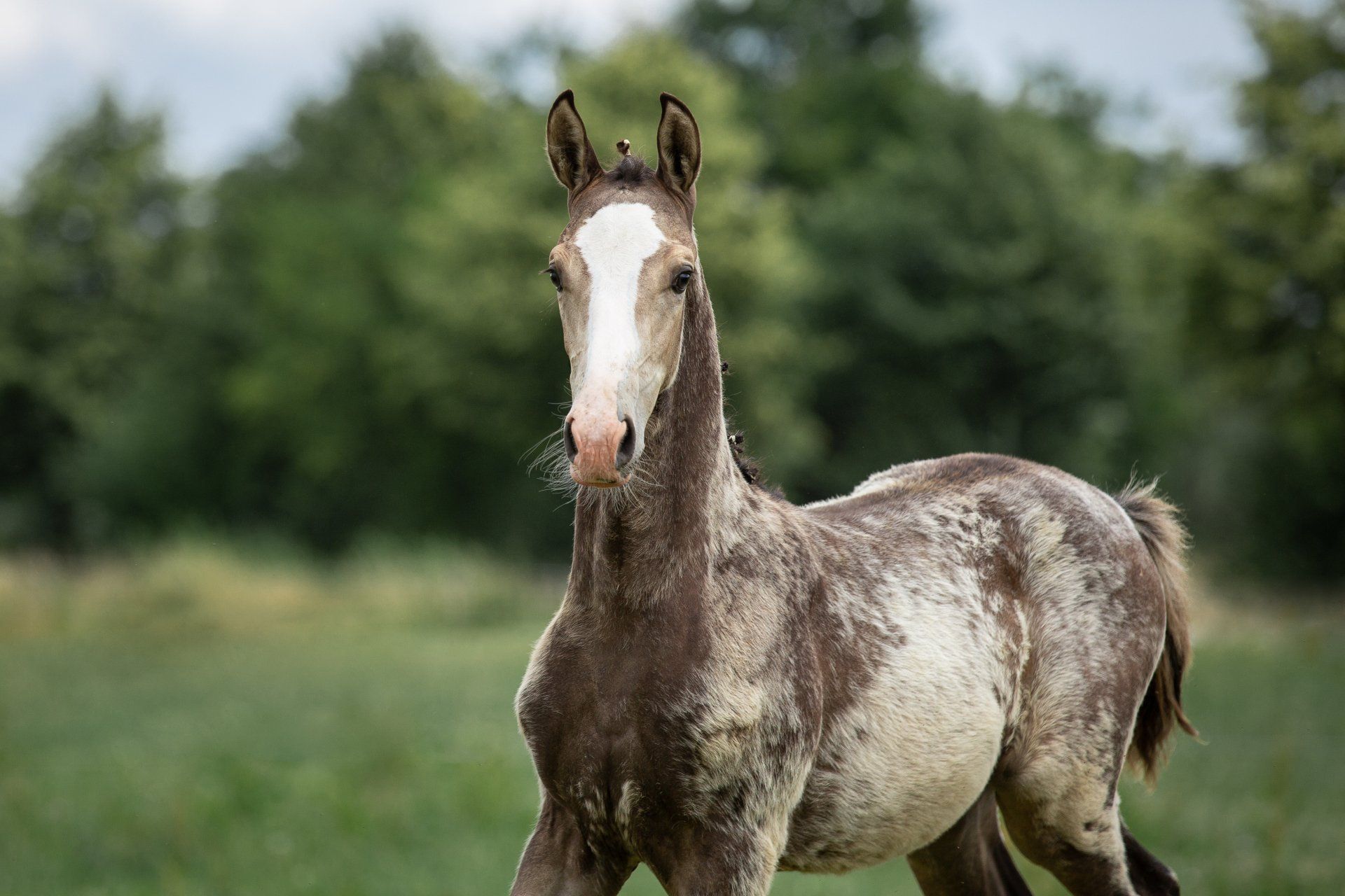Ein braun-weißes Pferd mit einem weißen Fleck auf dem Kopf steht auf einer Weide.