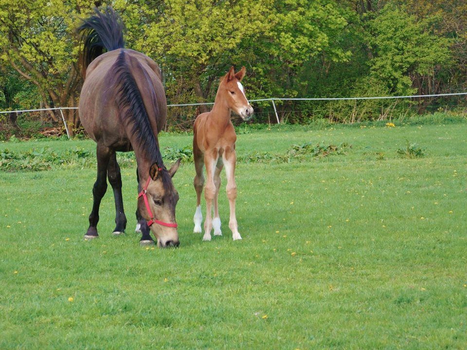 Ein Pferd und ein Fohlen grasen auf einer Wiese.