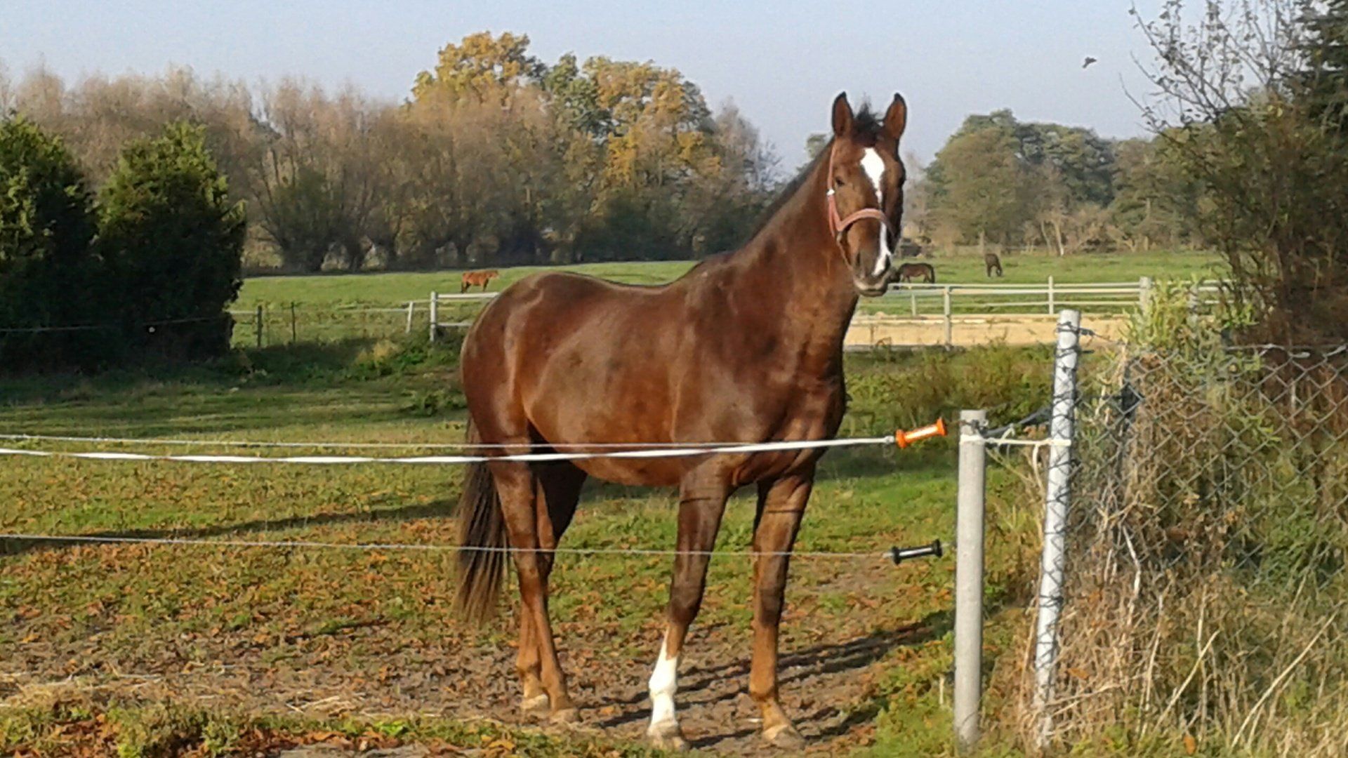 Ein braunes Pferd, das auf einem Feld hinter einem Zaun steht