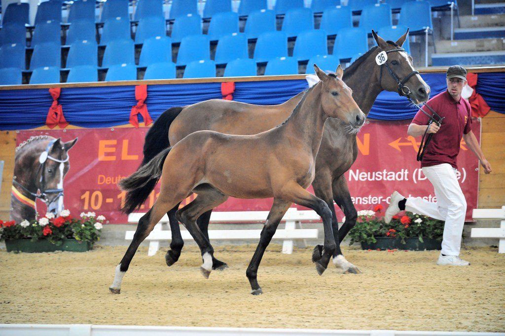 Zwei Pferde werden vor einem Schild mit der Aufschrift „el“ gezeigt