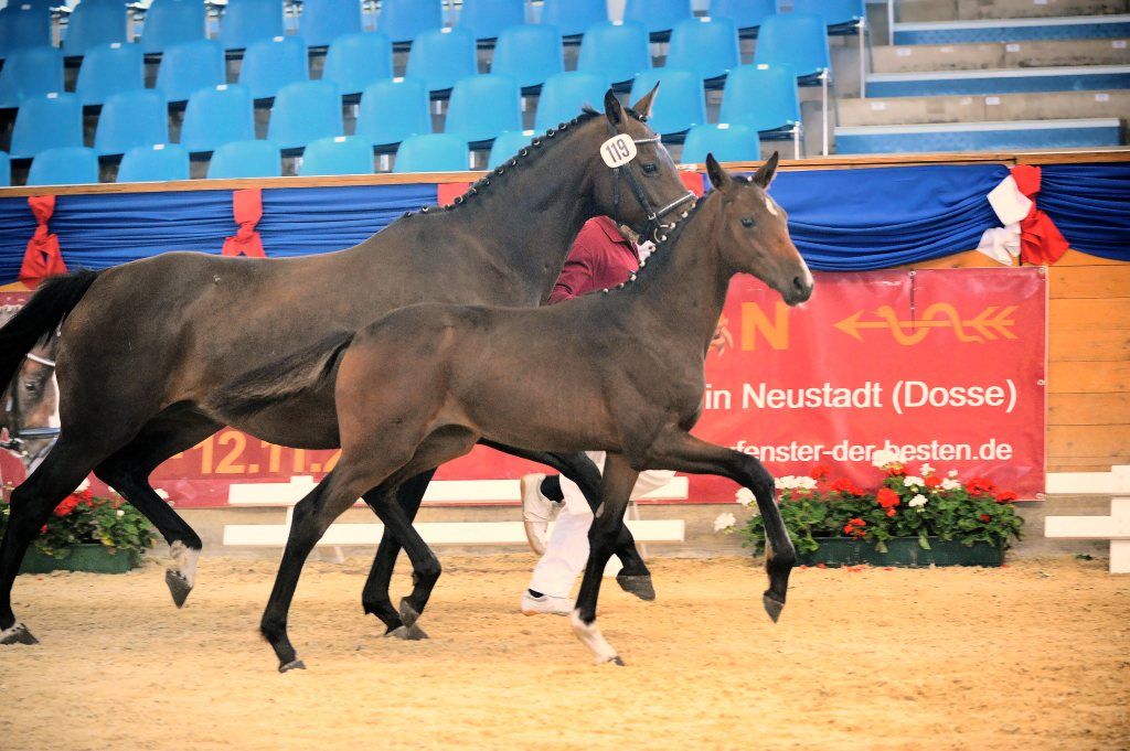 Zwei Pferde laufen vor einem Schild mit der Aufschrift „Neustadt“