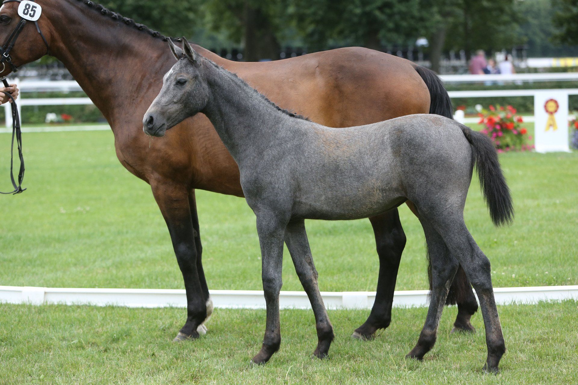 Ein braunes Pferd und ein graues Fohlen stehen nebeneinander